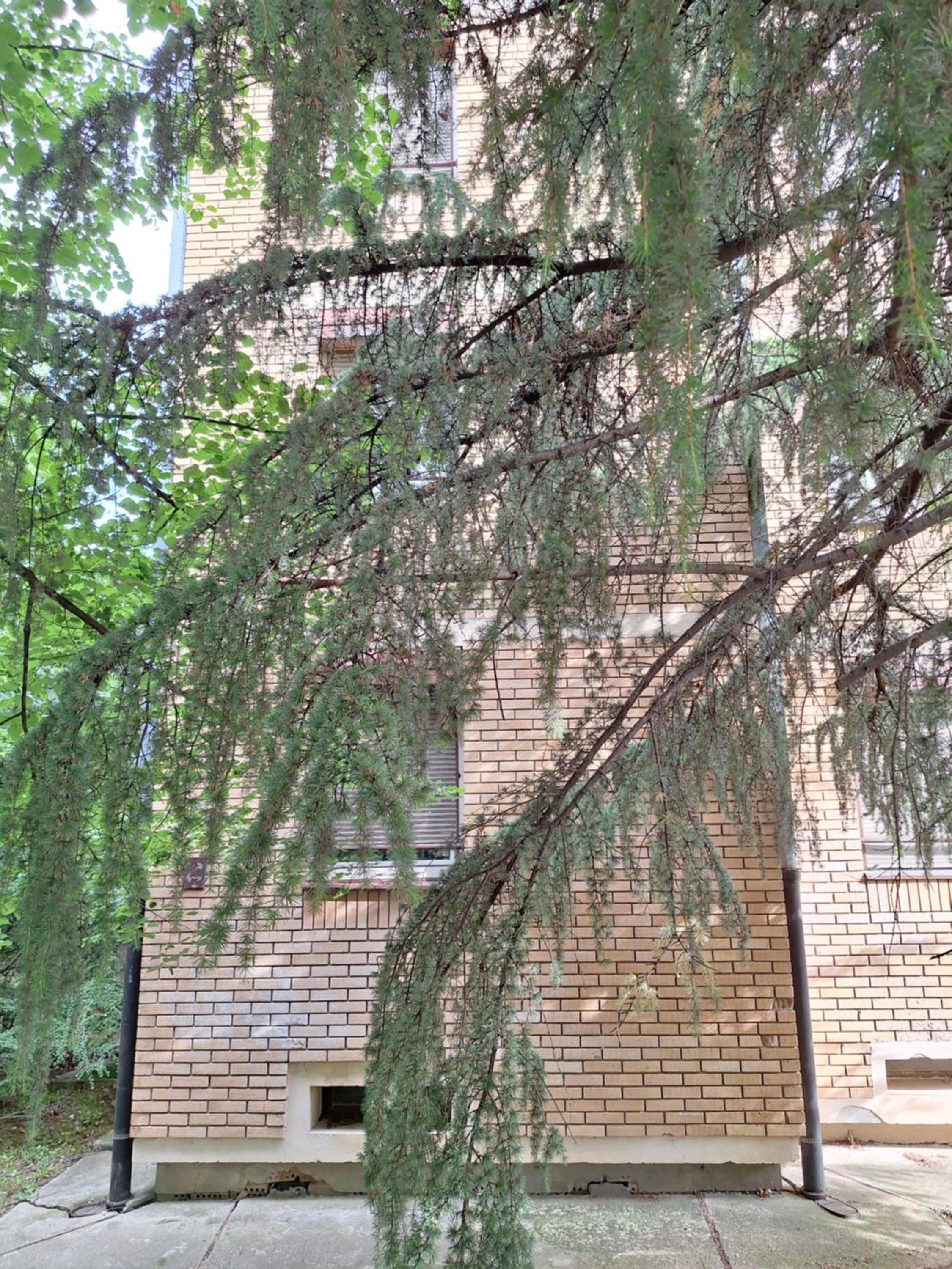 RIVIJERA GREEN