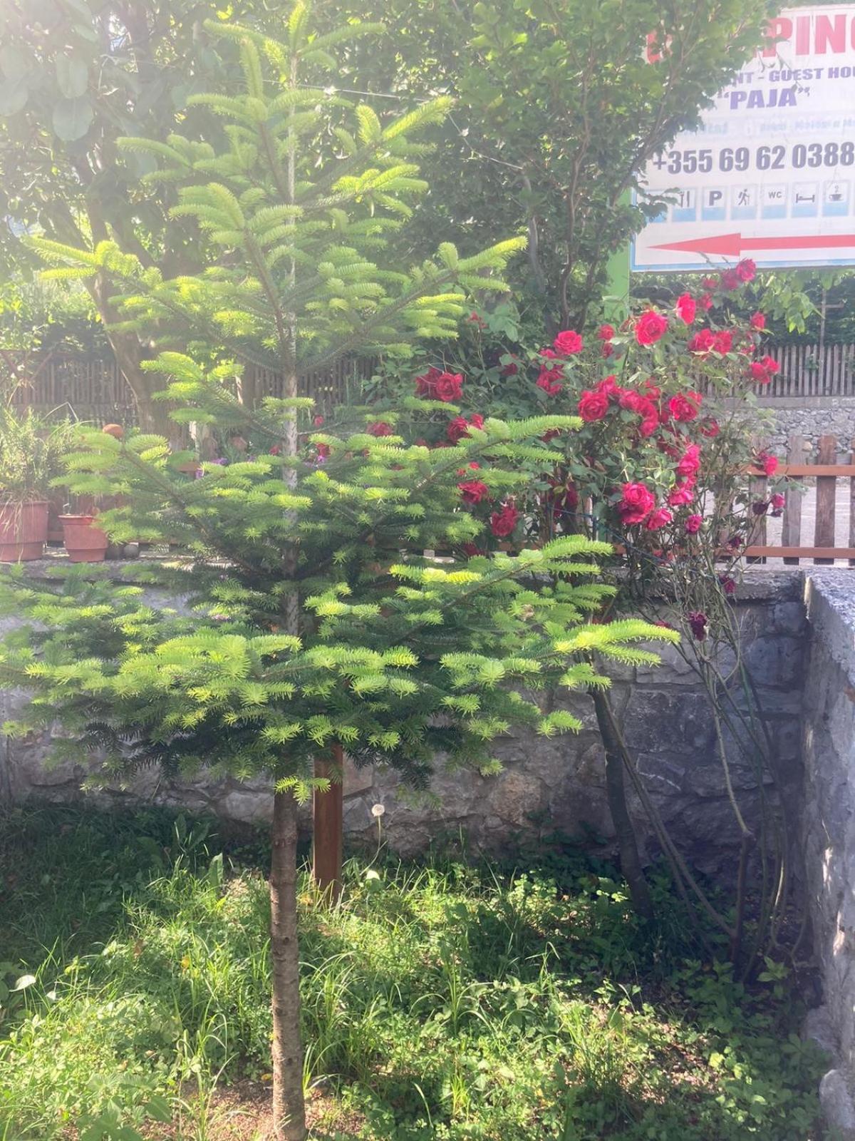 Paja Guesthouse - Camping photo 2