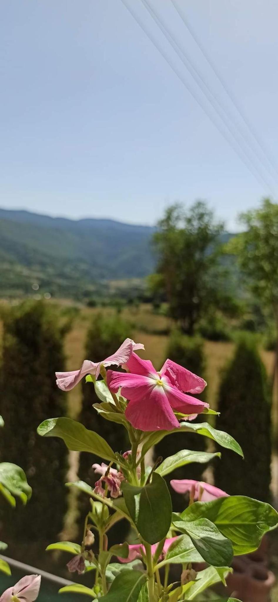 Vila Brdjanka