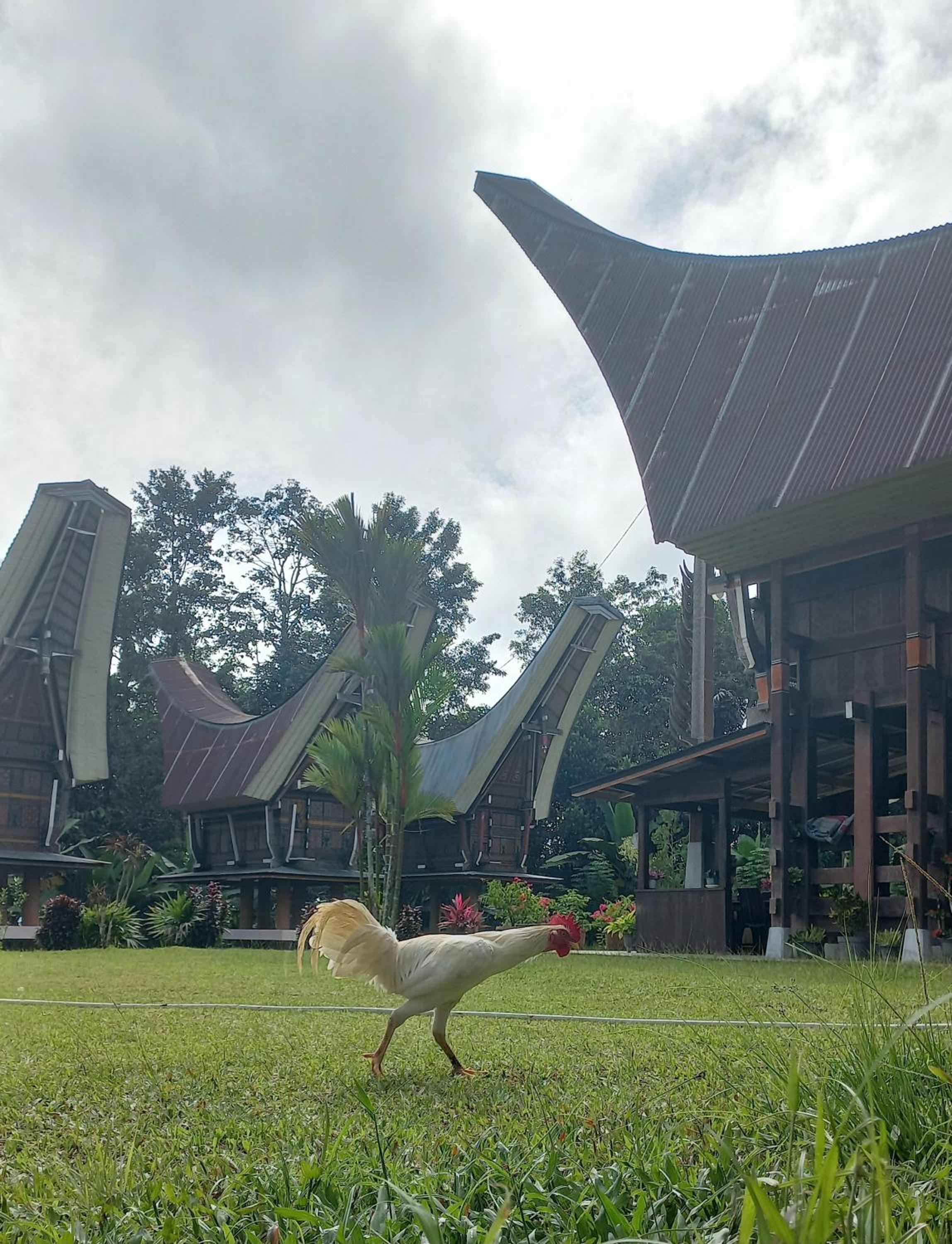 Toraja Homestay & Coffee Bunna view 2