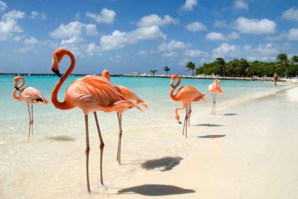 One Happy Getaway on One Happy Island