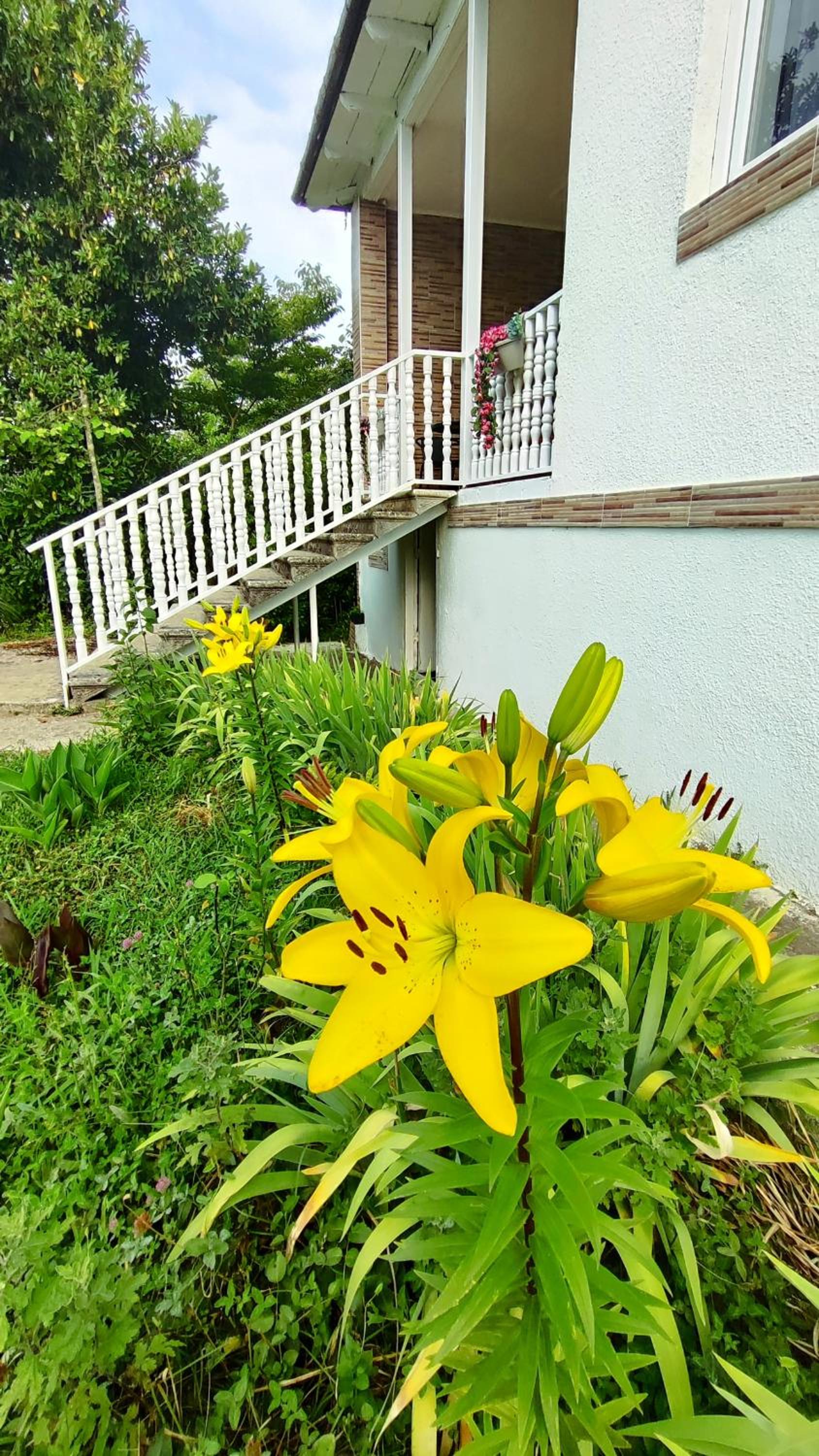 Mira Hills