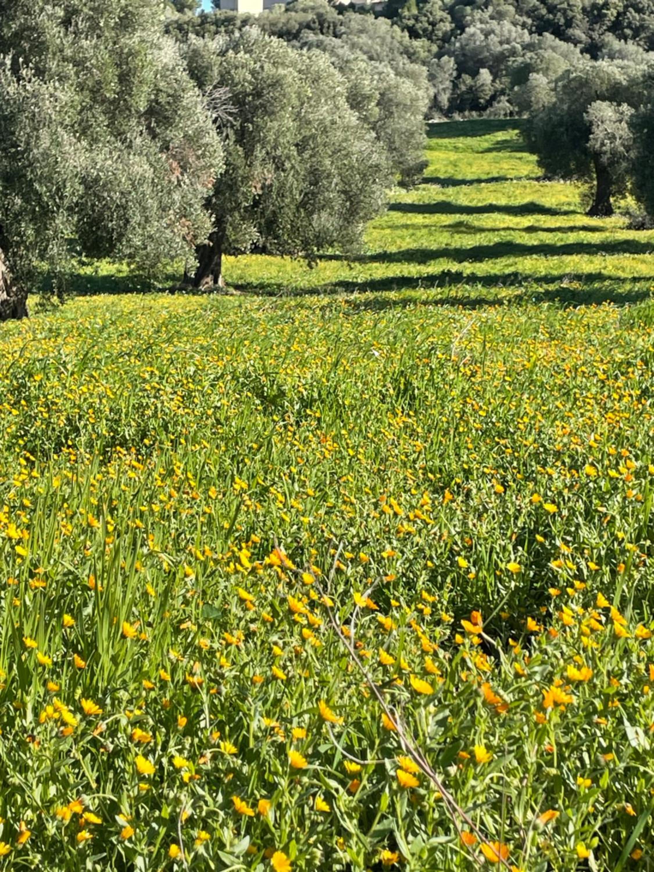 Villa Shivani en Ostuni