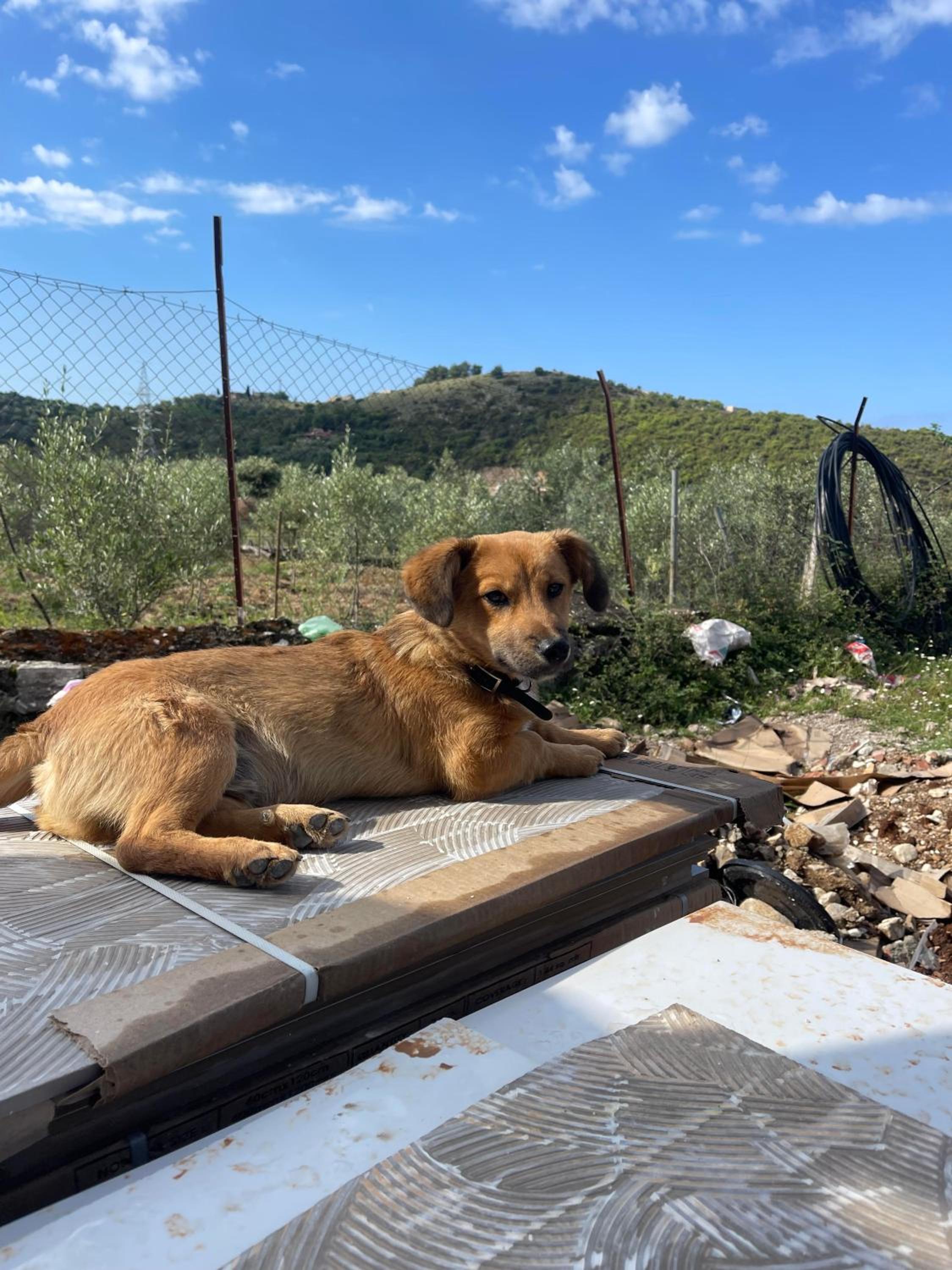 Ambelas Guest Rooms 6 photo 5