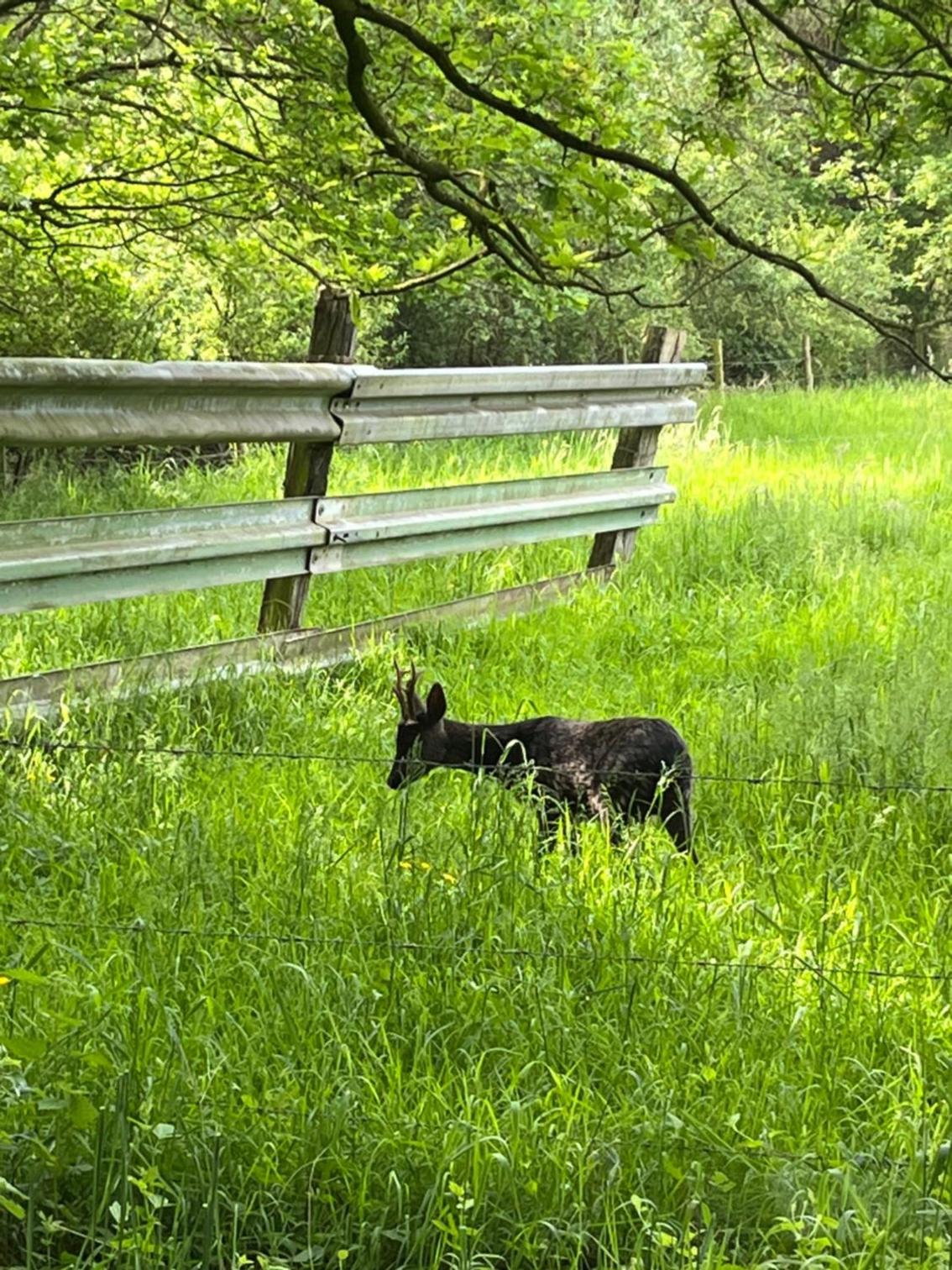 oh deer