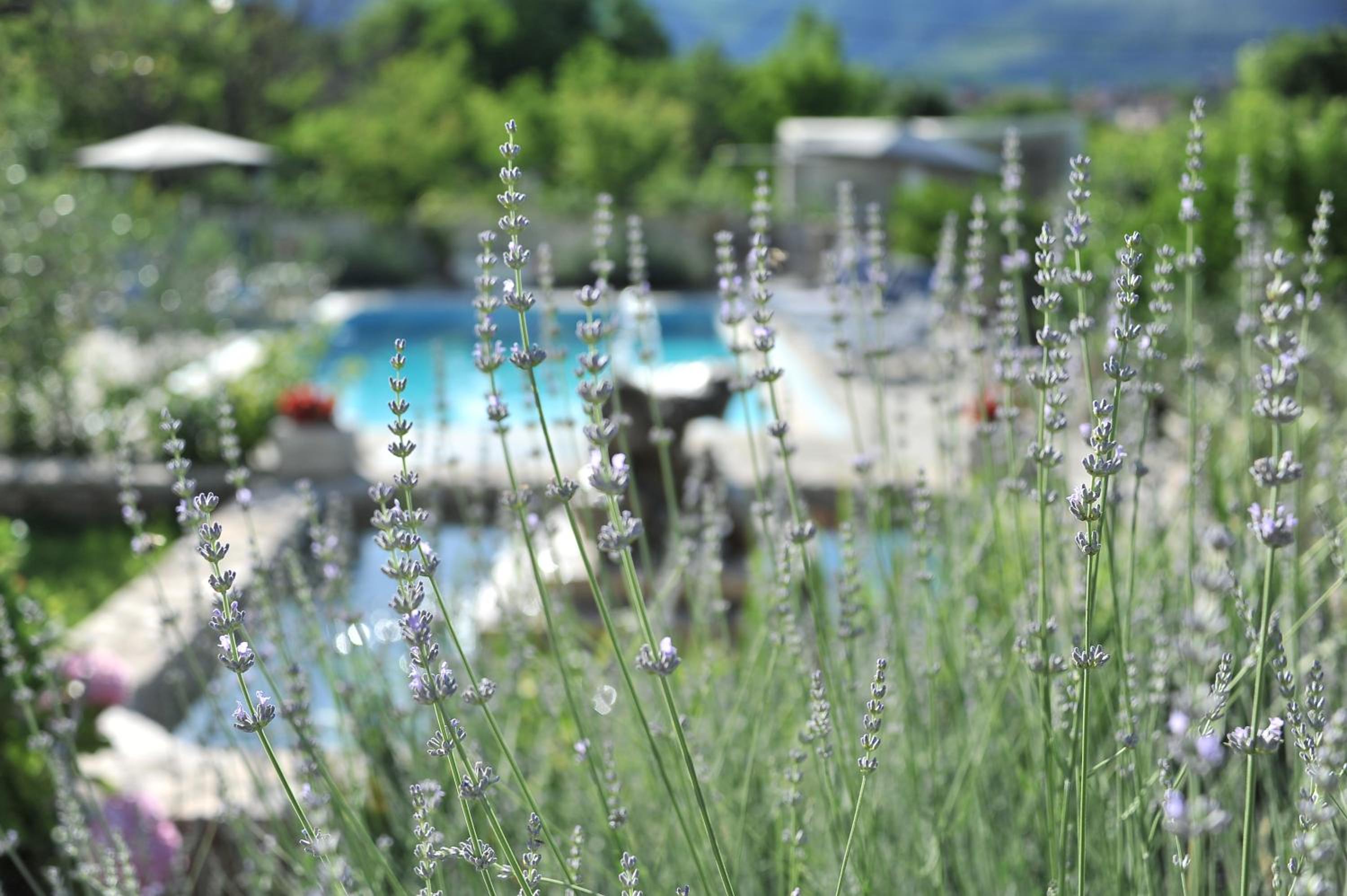 Pool House Maslina