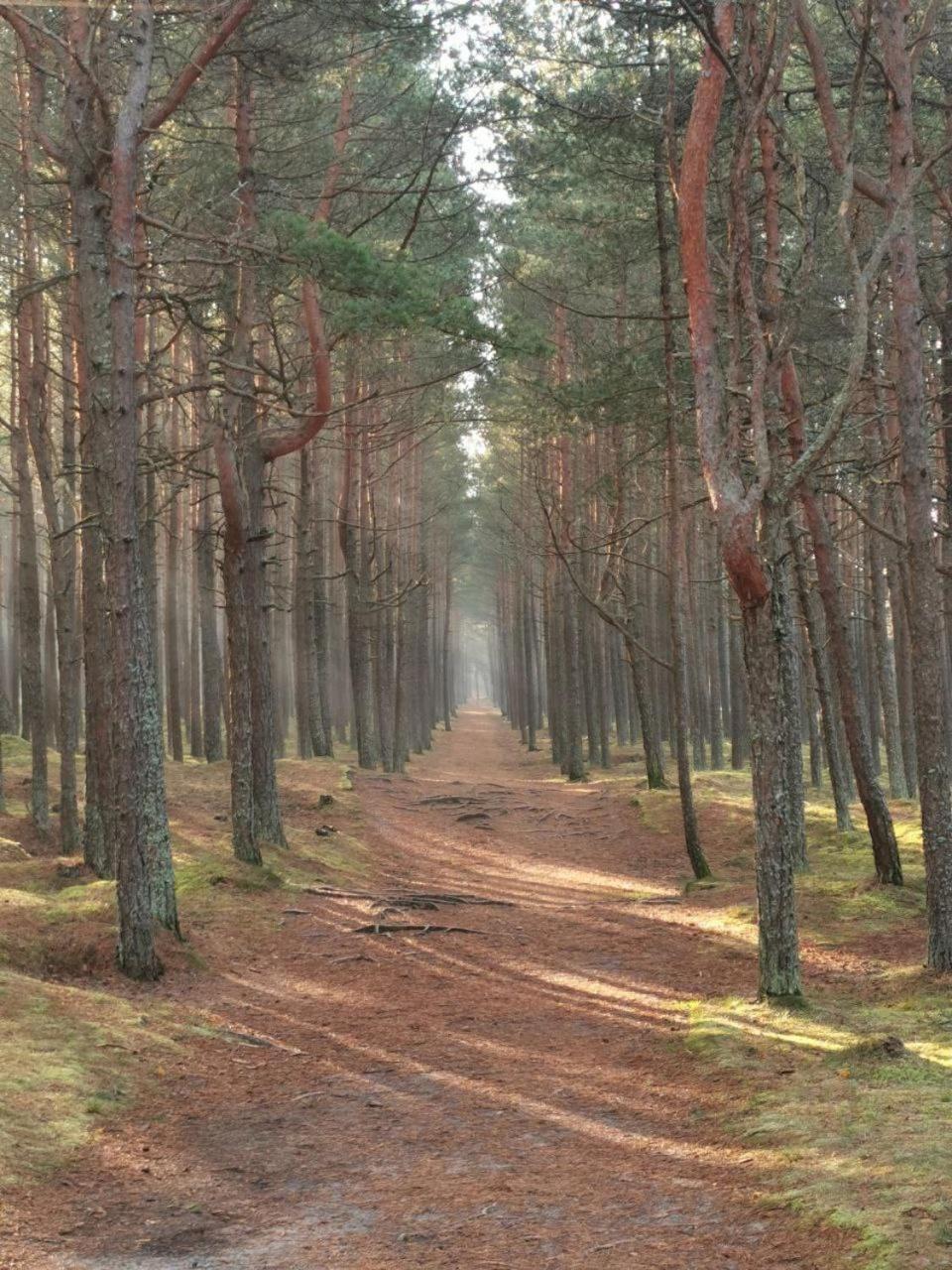 Studija Rugelis