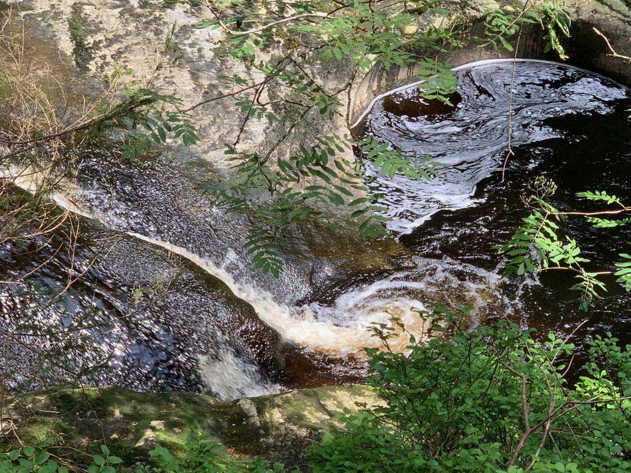 Bayerwaldnest