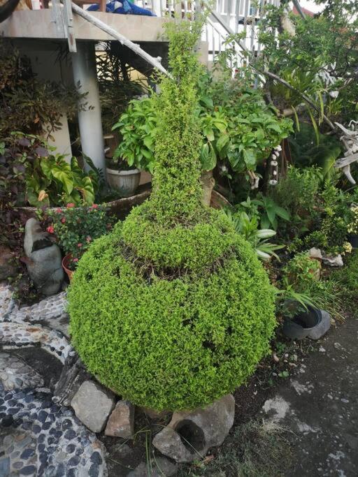 Vieux habitants Appartement avec vue sur jardin