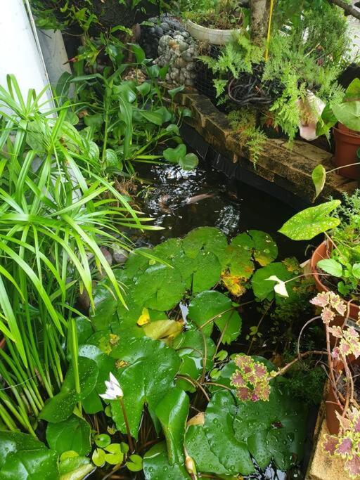 Vieux habitants Appartement avec vue sur jardin