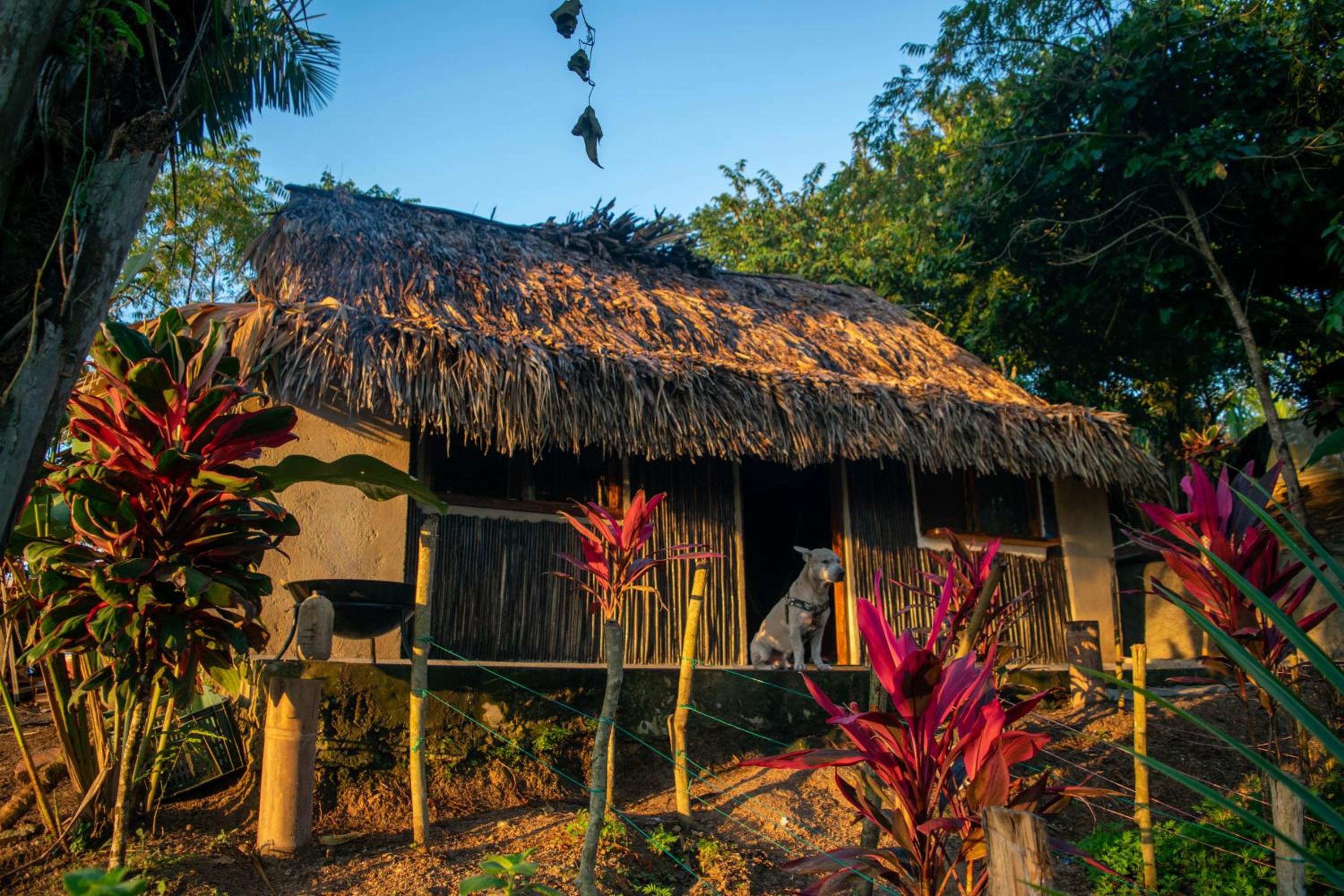 Finca Anicca - Cabaña, Camping, Hamaca - Farmstay