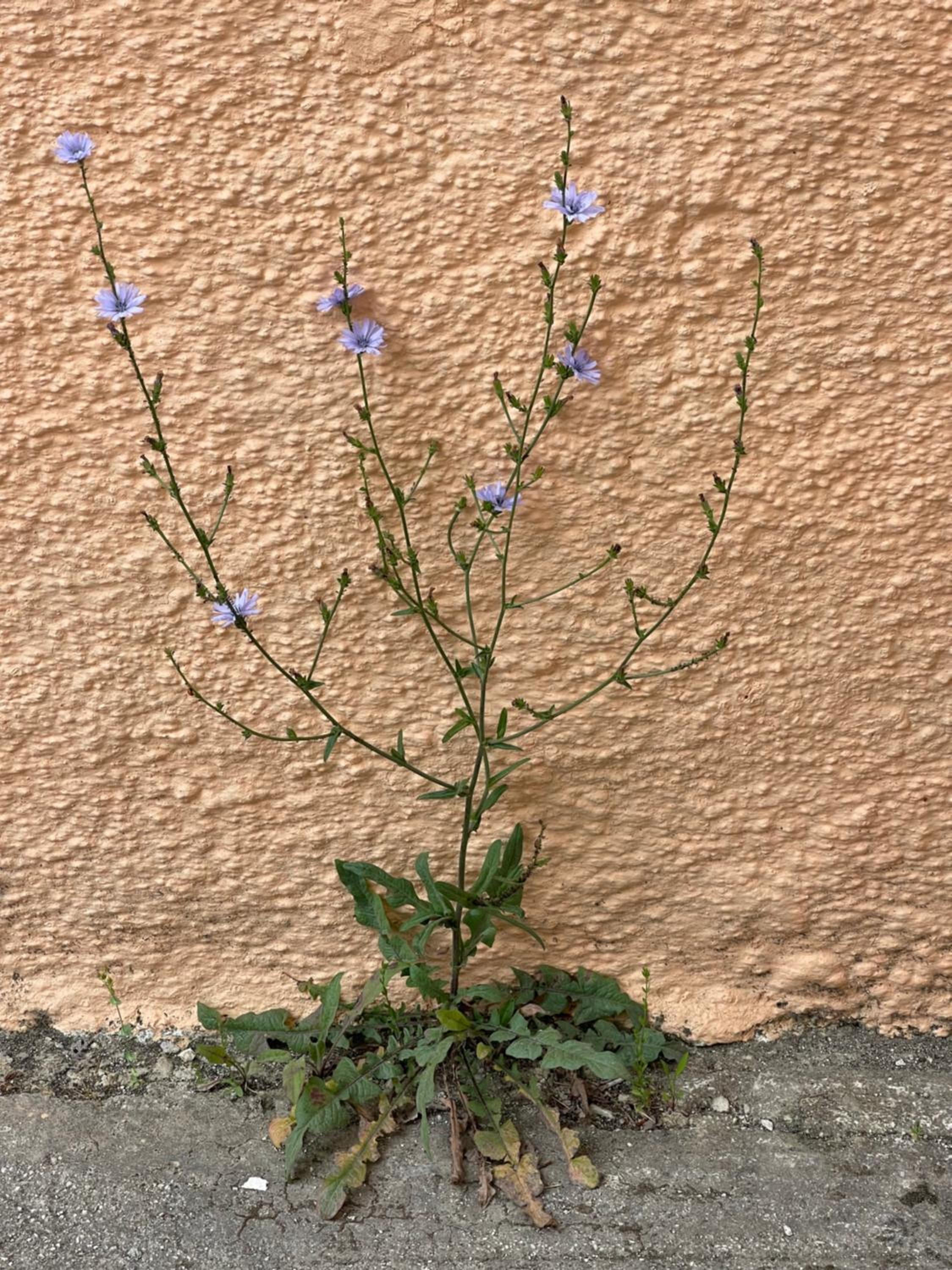 Stay Corfu Studios photo 5