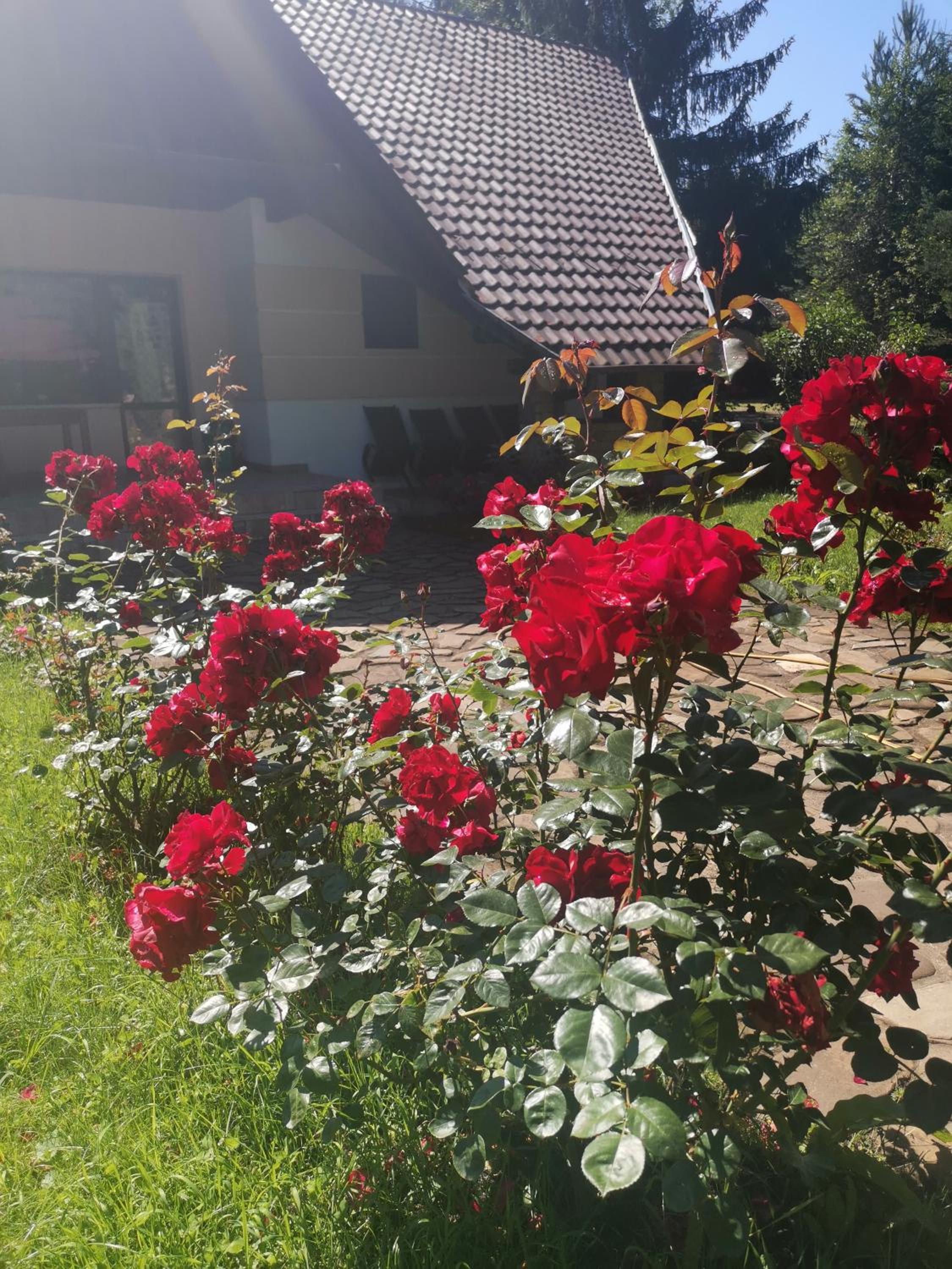 Vila Arcadia Sucevita