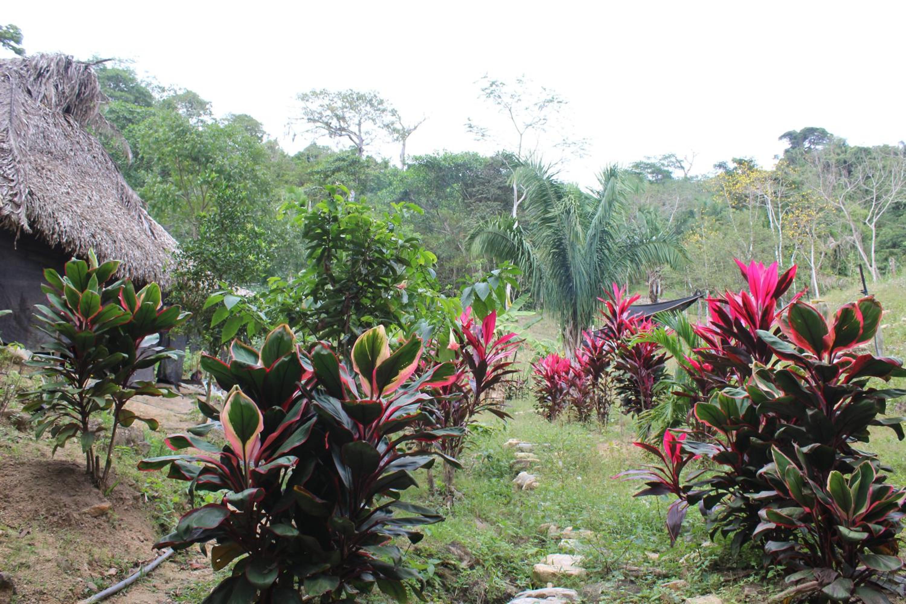 Finca Anicca - Cabaña, Camping, Hamaca - Farmstay