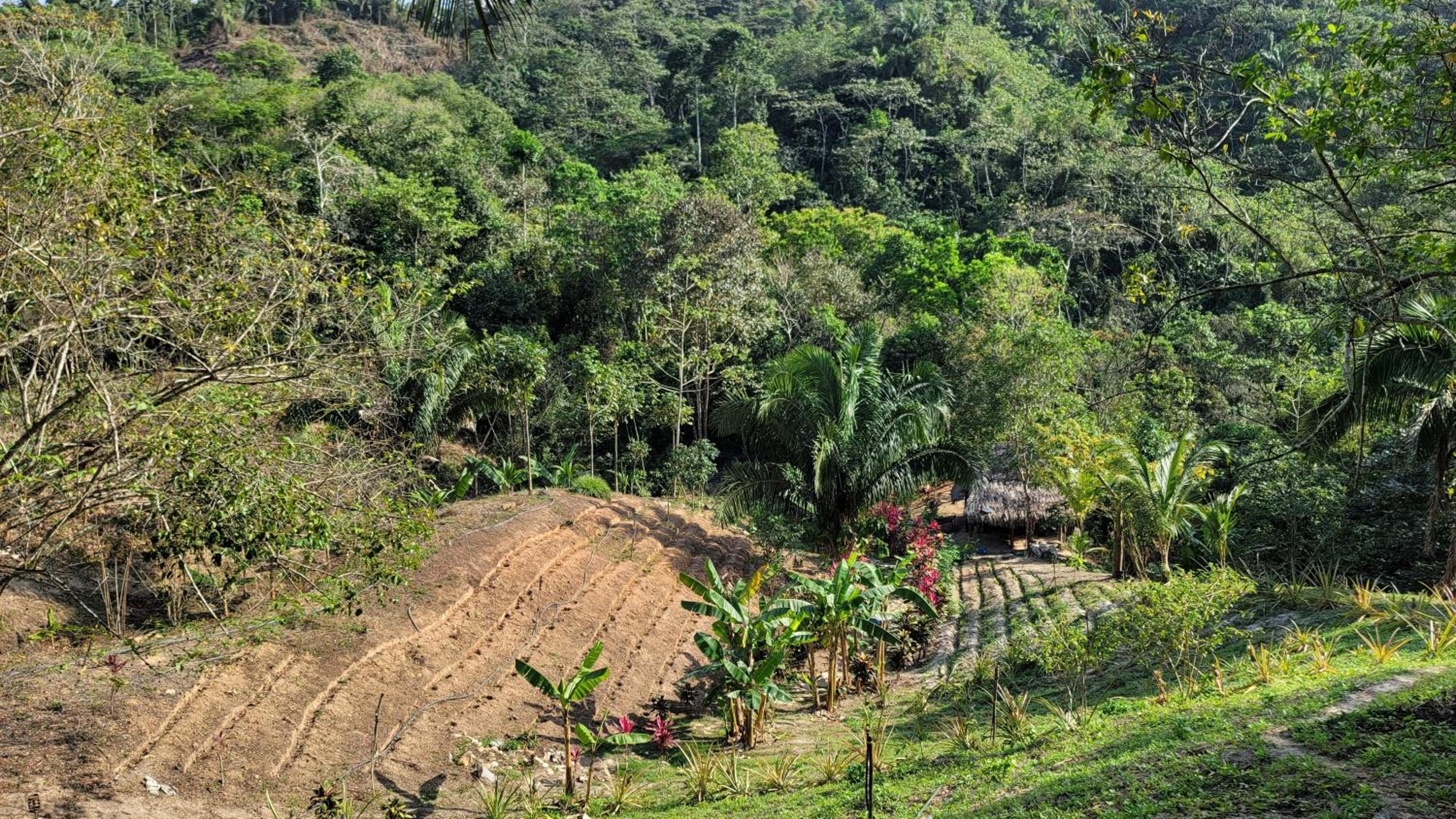 Finca Anicca - Cabaña, Camping, Hamaca - Farmstay