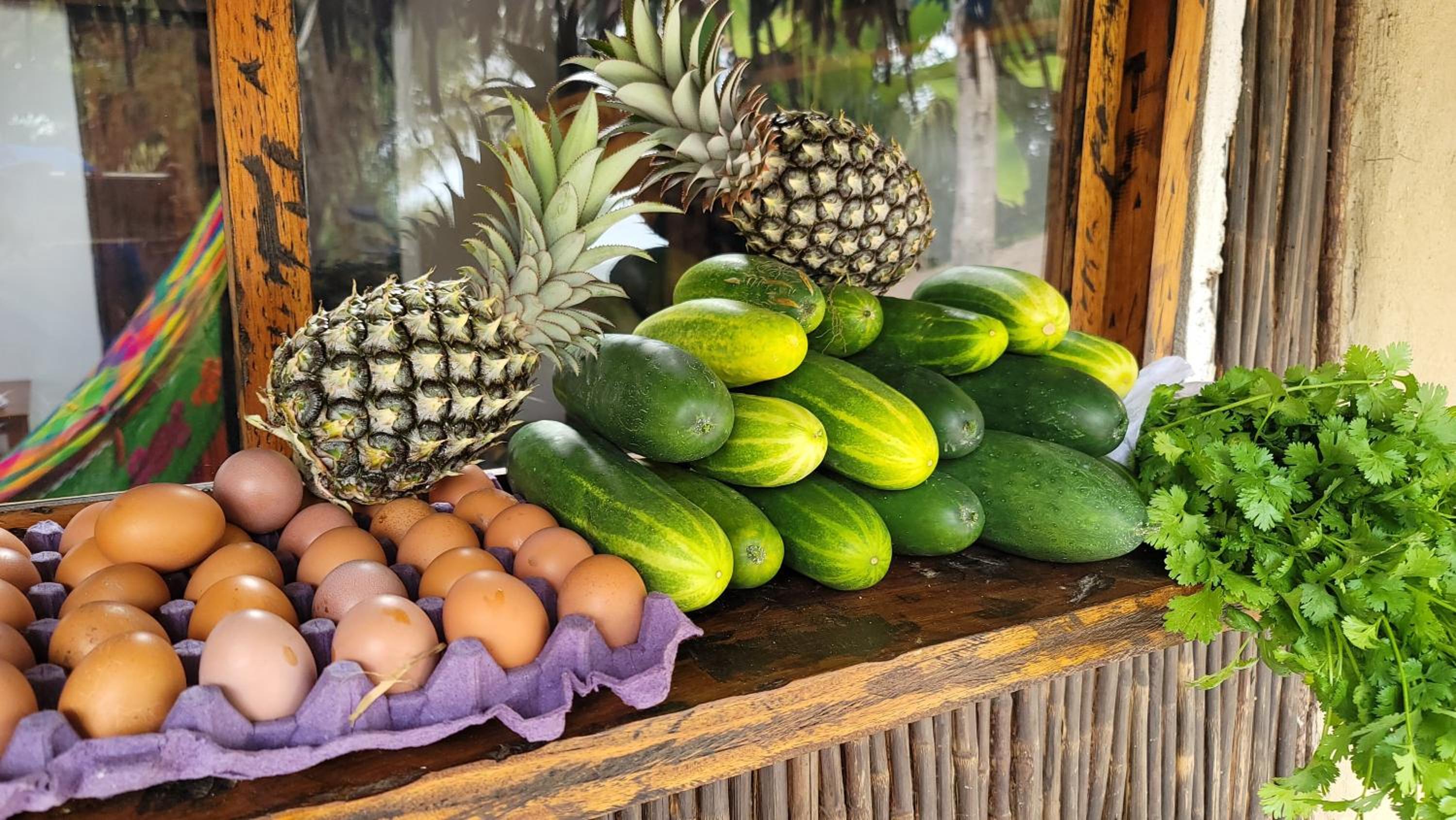 Finca Anicca - Cabaña, Camping, Hamaca - Farmstay