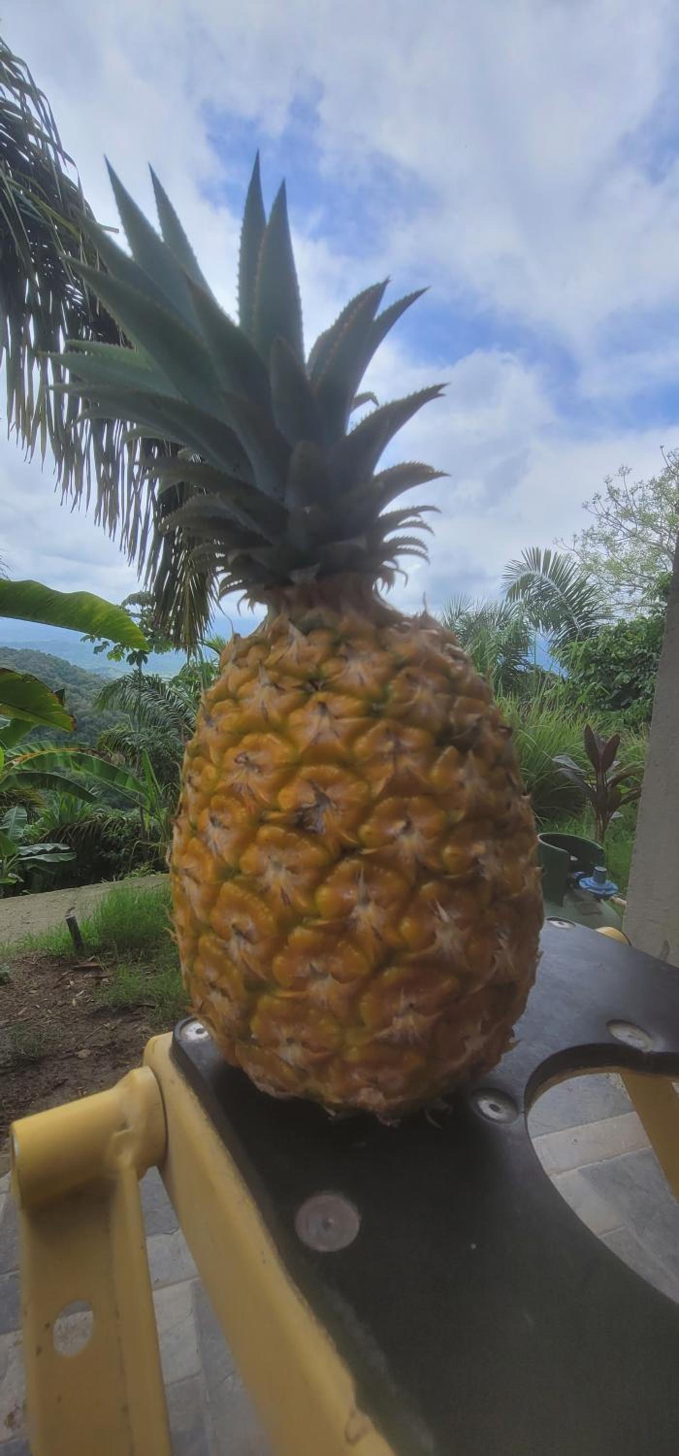 Finca Anicca - Cabaña, Camping, Hamaca - Farmstay