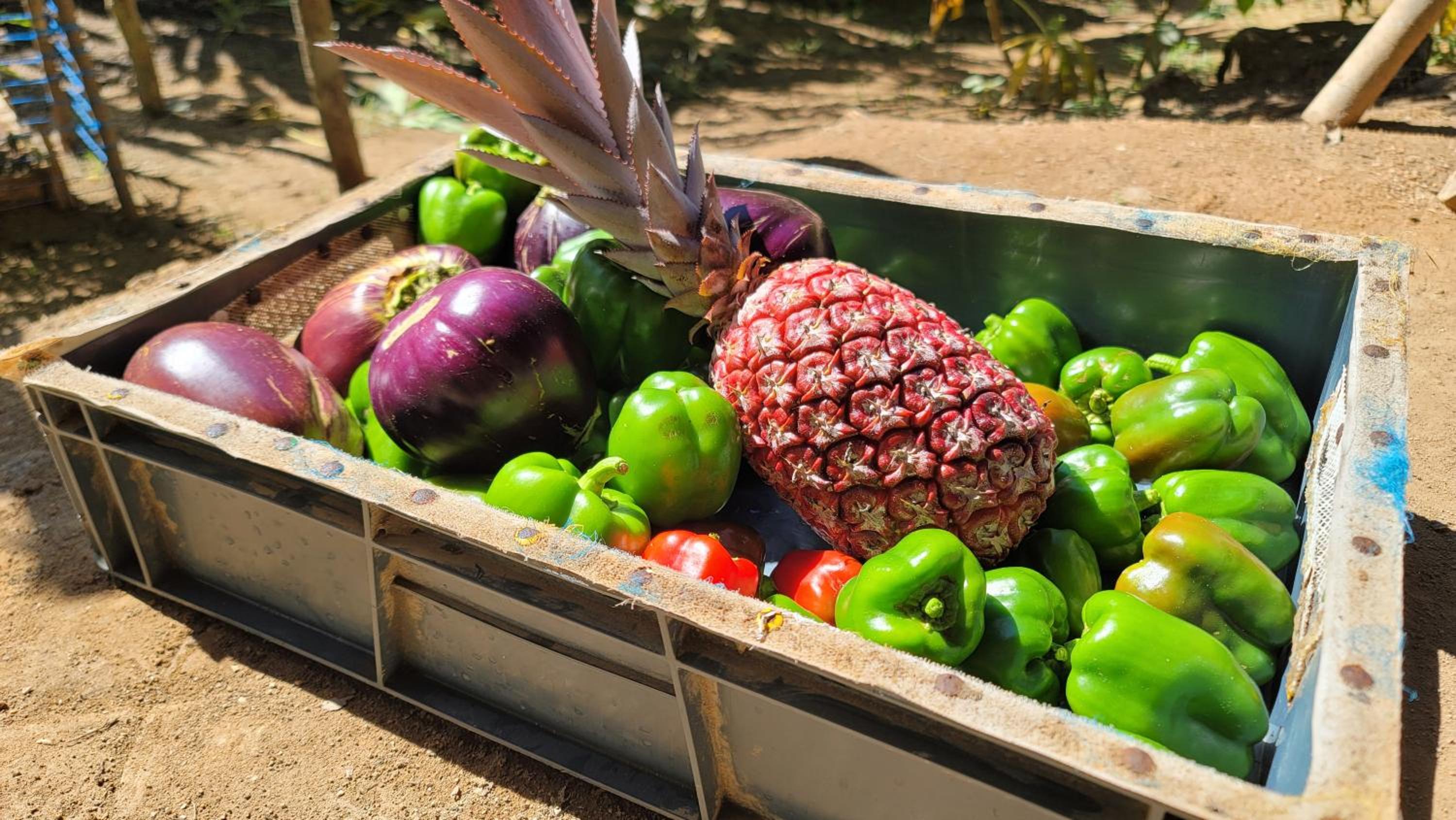 Finca Anicca - Cabaña, Camping, Hamaca - Farmstay
