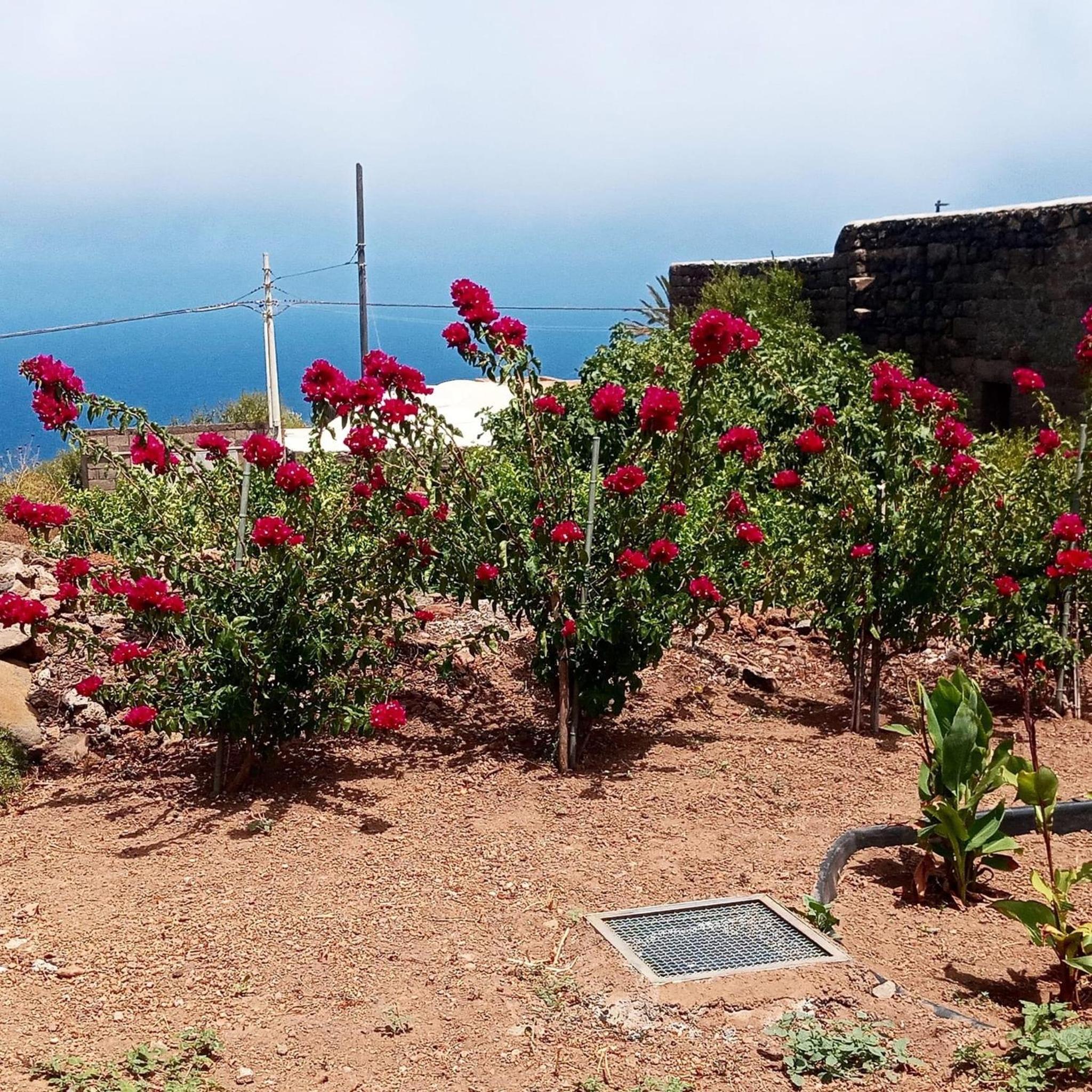 Dammuso Pantelleria - Fiori D'Ossidiana