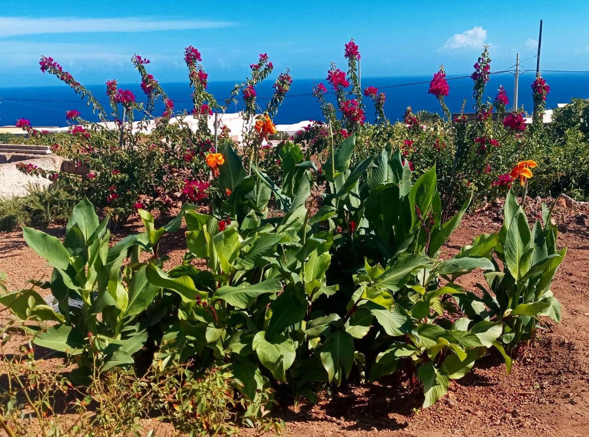 Dammuso Pantelleria - Fiori D'Ossidiana