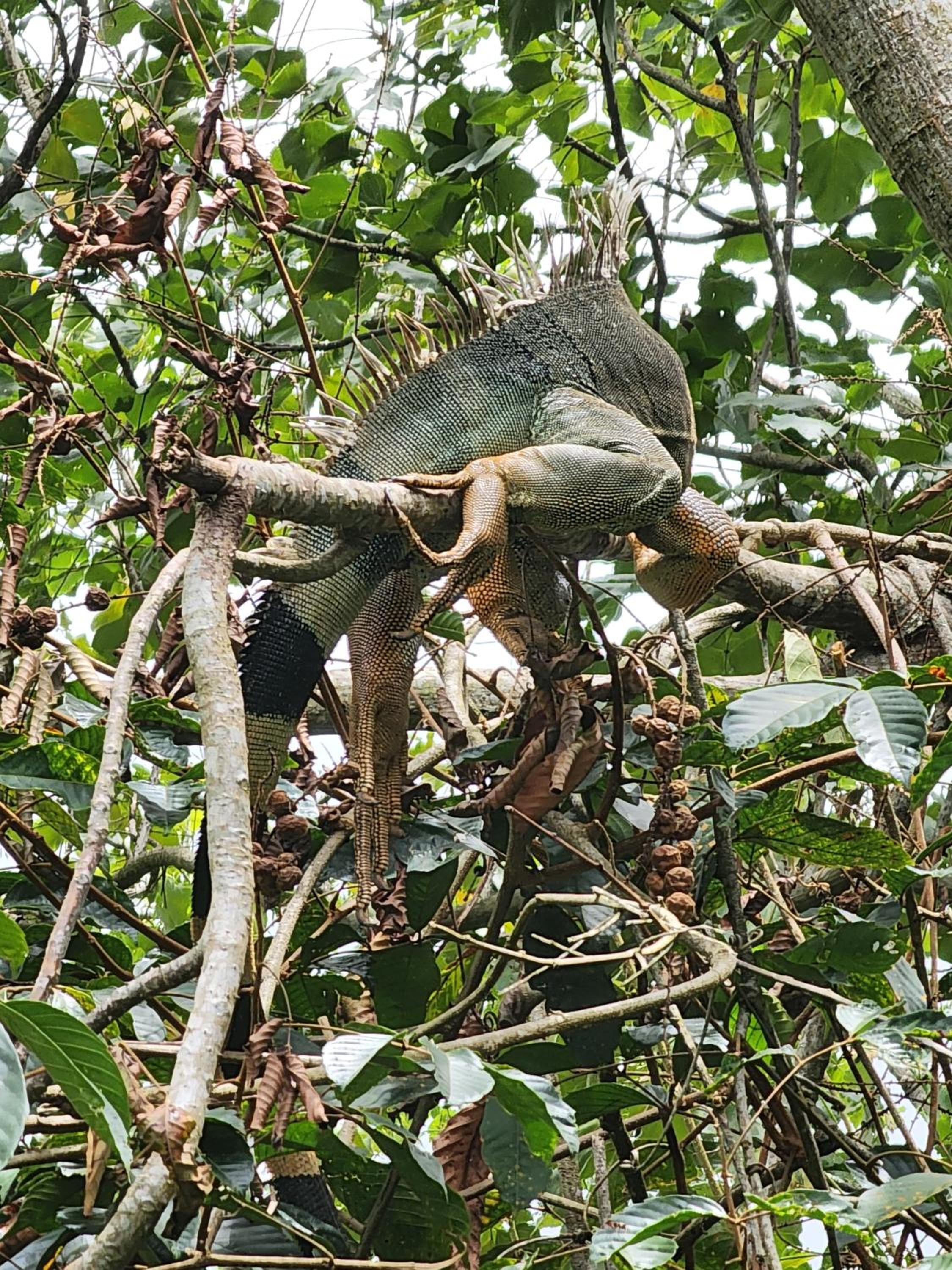 Montana Log Cabin