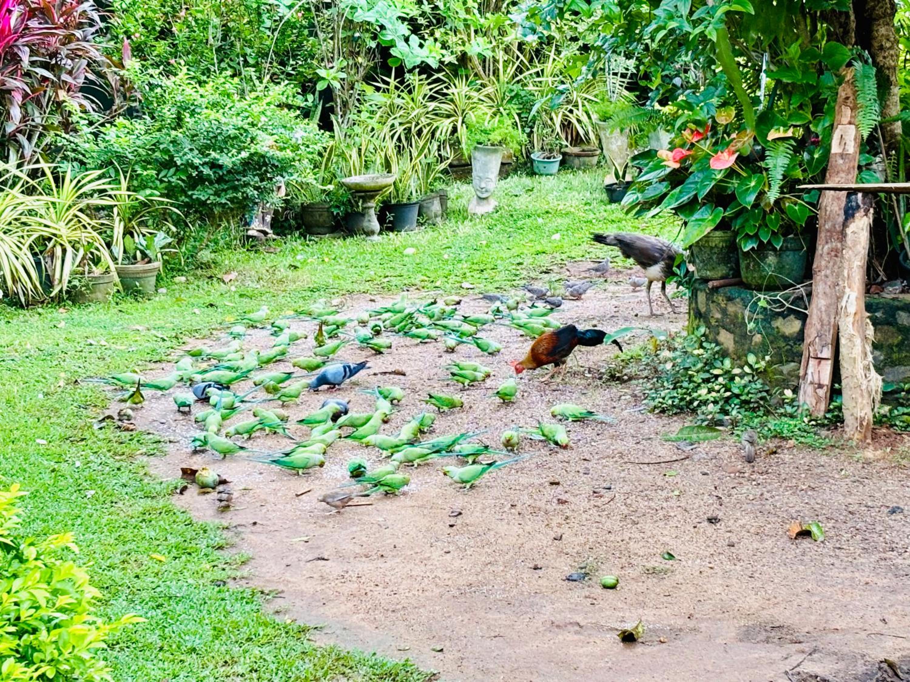 Bird House Homestays