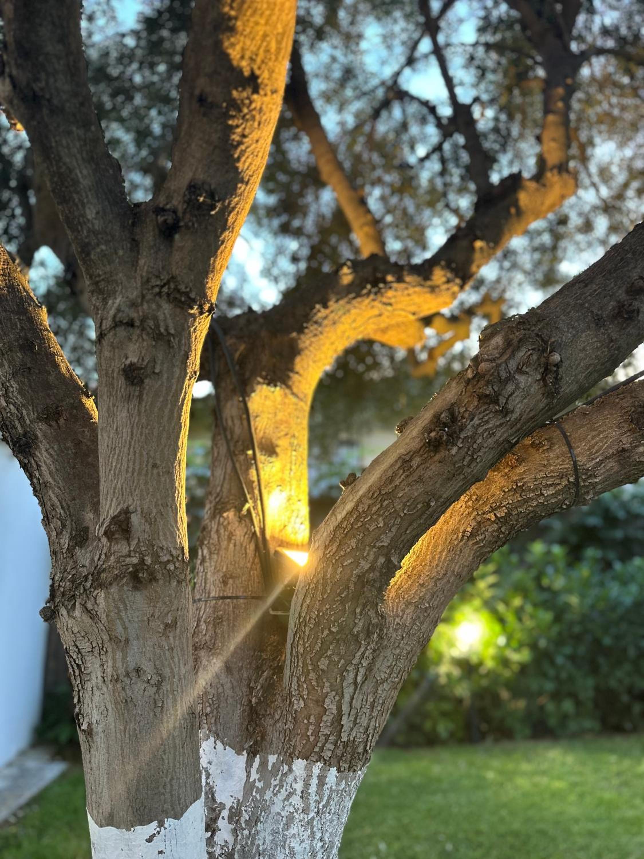 Olive TreeHouse