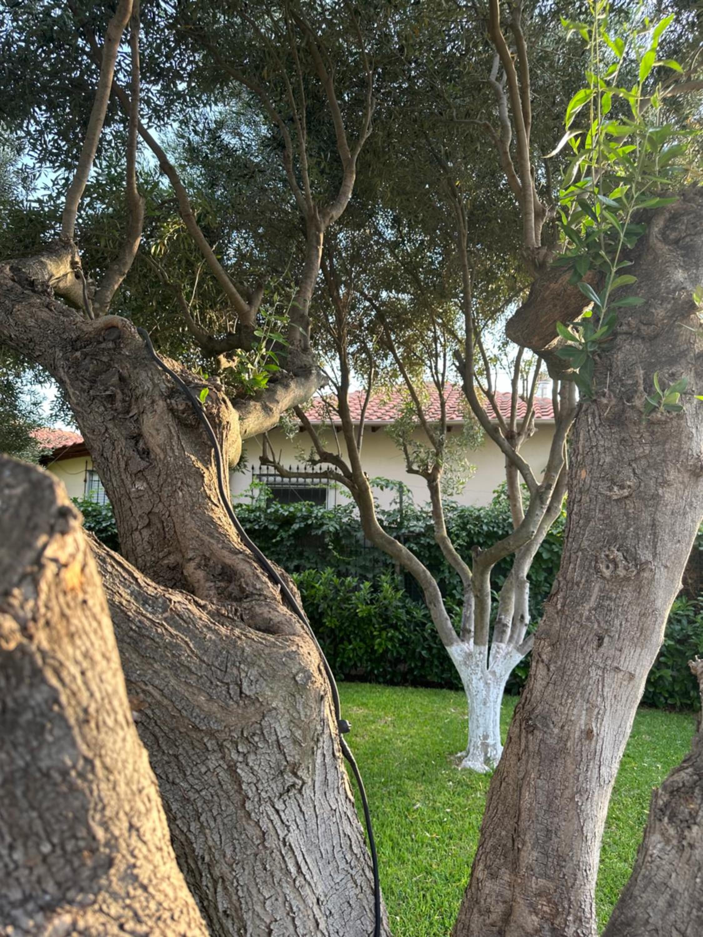 Olive TreeHouse