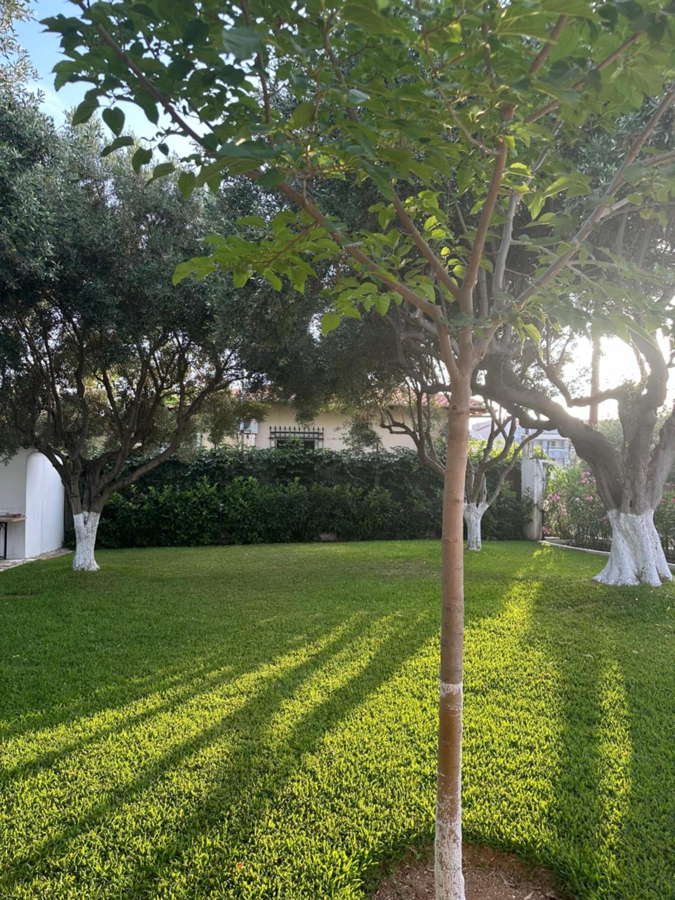 Olive TreeHouse