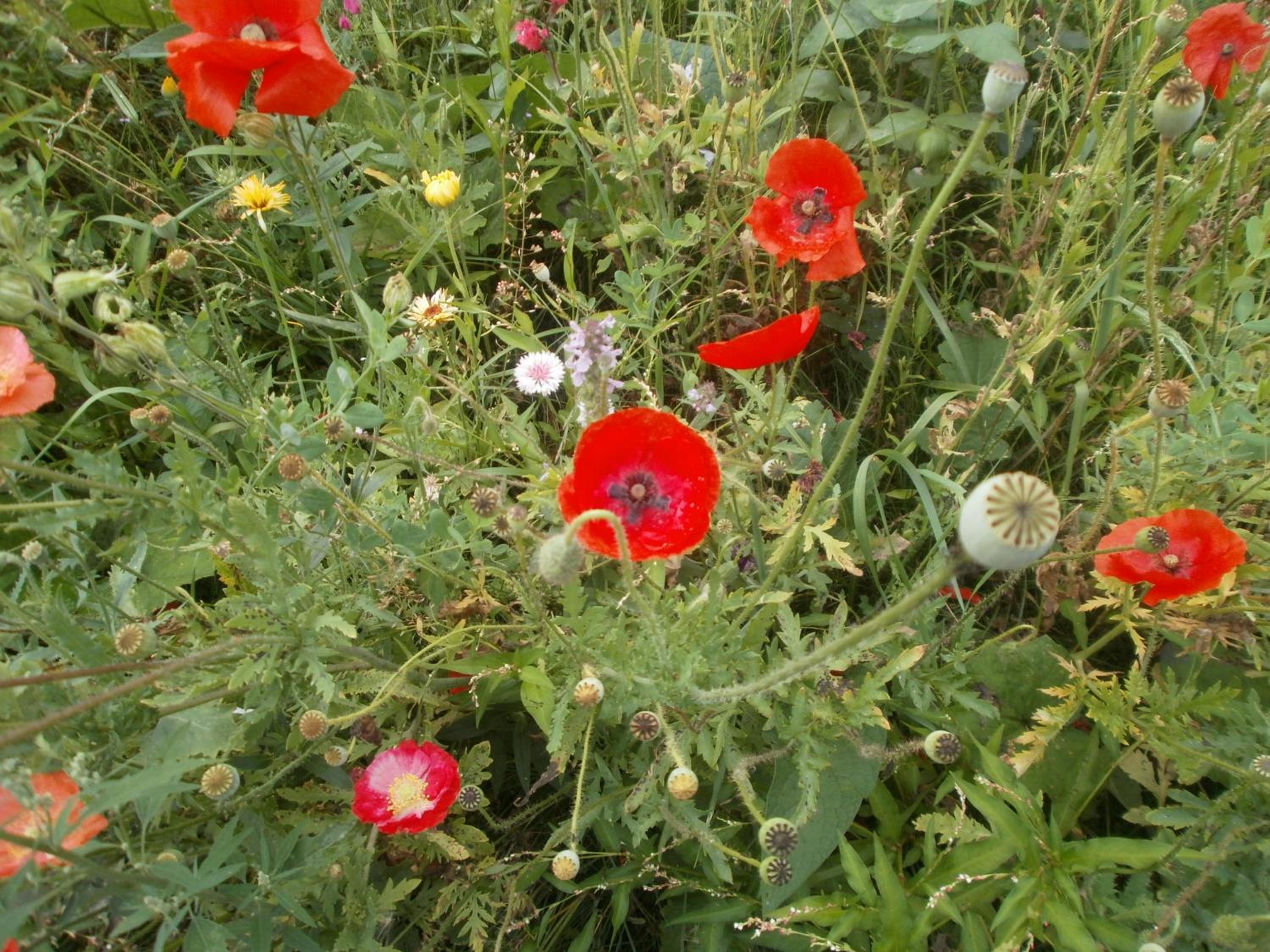 Vila Arcadia Sucevita