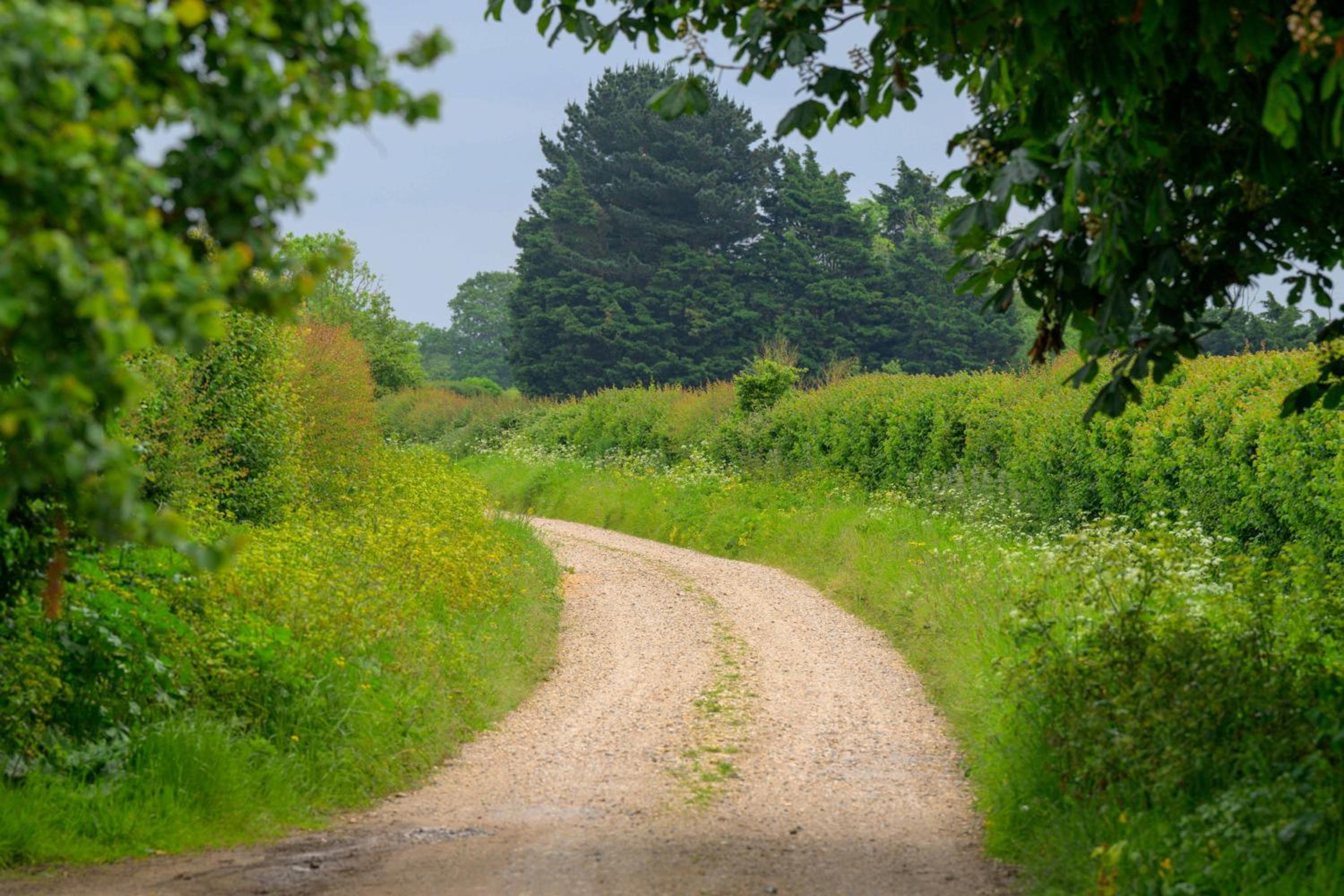 Photo 45
