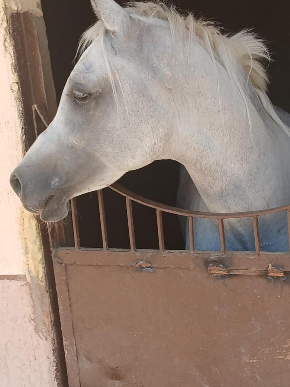Eastern Oasis Motel & Horse Farm