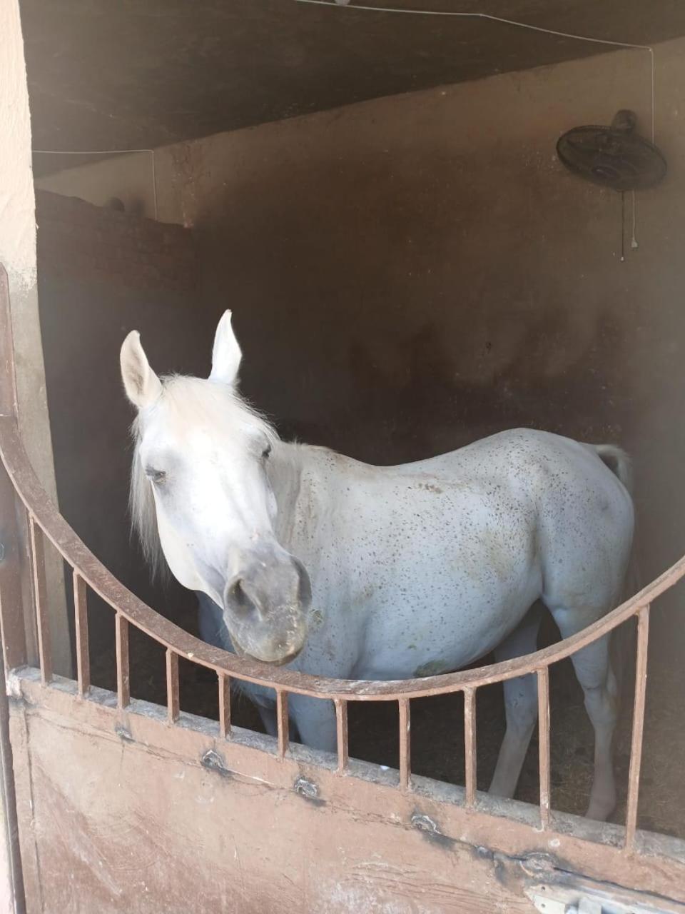 Eastern Oasis Motel & Horse Farm