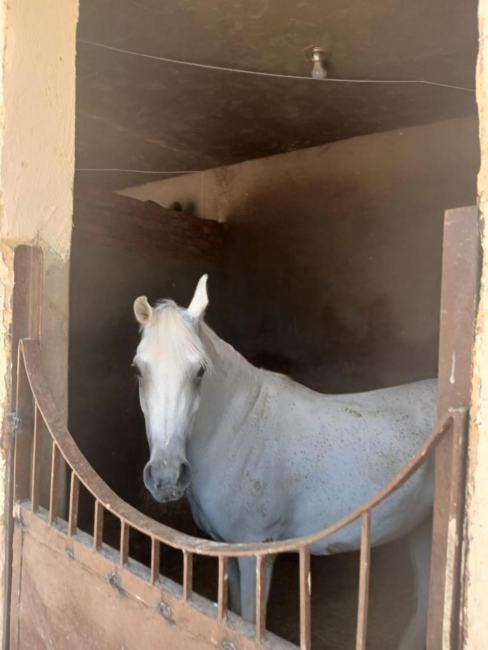 Eastern Oasis Motel & Horse Farm