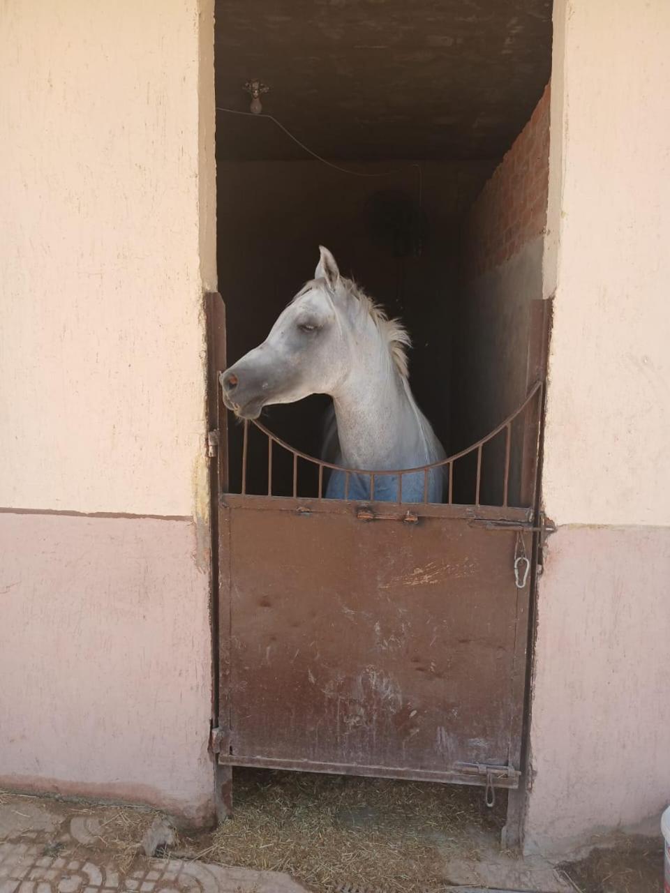 Eastern Oasis Motel & Horse Farm