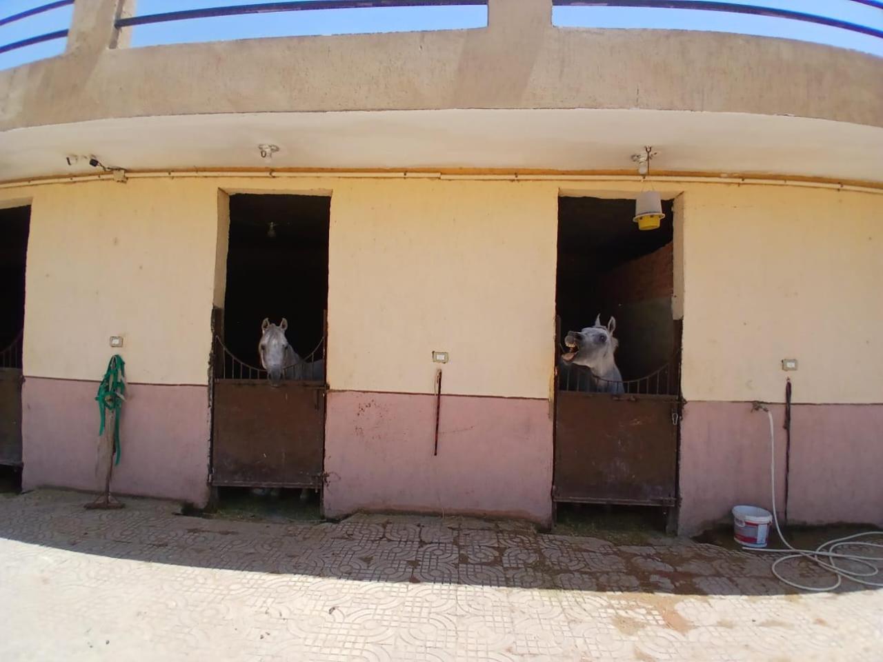 Eastern Oasis Motel & Horse Farm