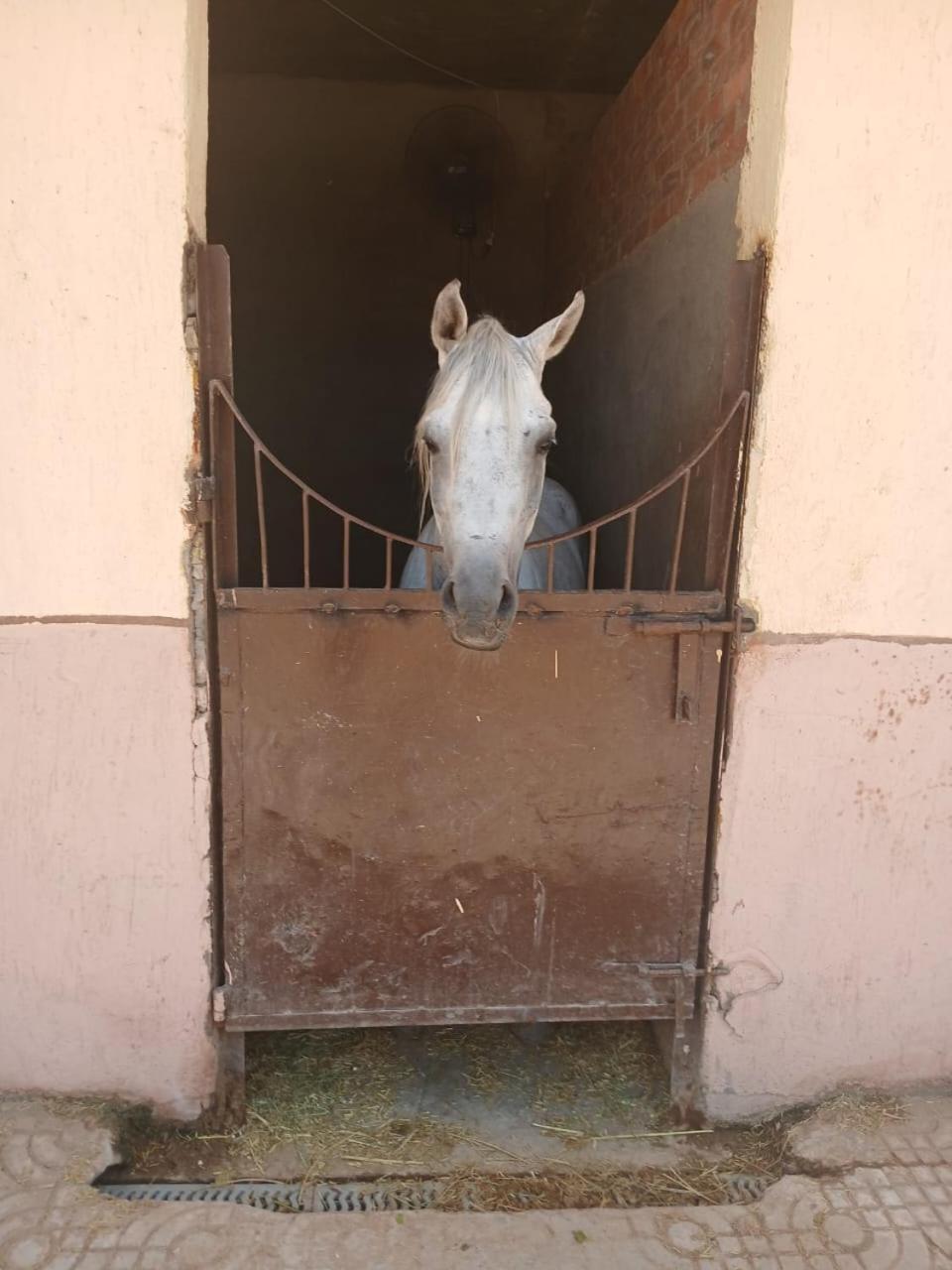 Eastern Oasis Motel & Horse Farm