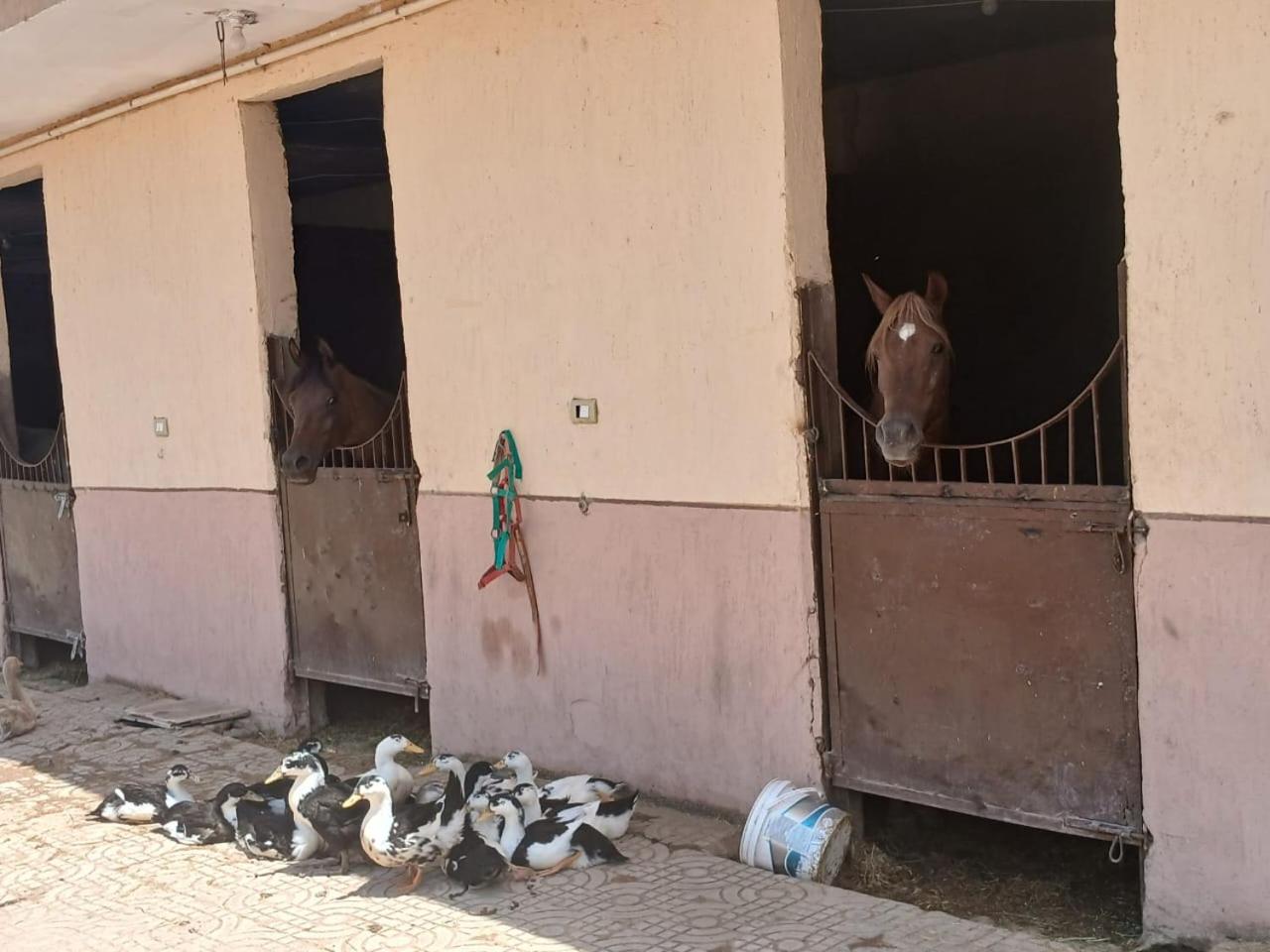 Eastern Oasis Motel & Horse Farm