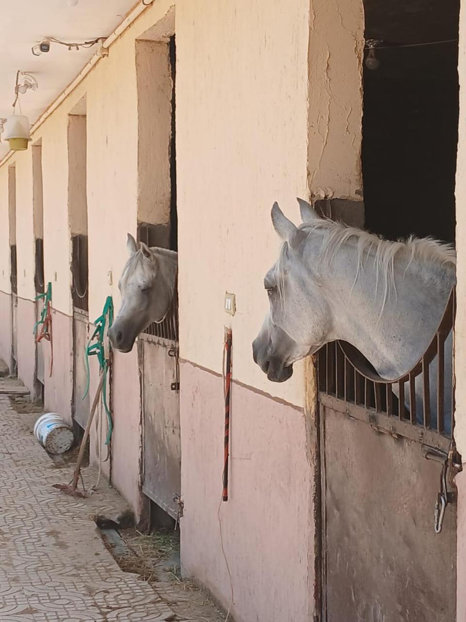 Eastern Oasis Motel & Horse Farm