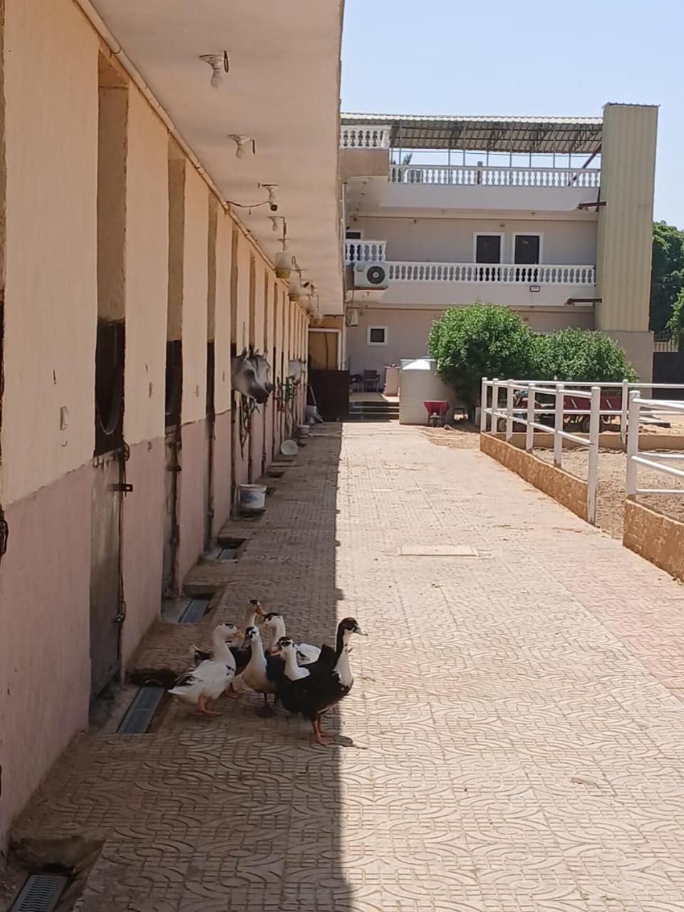 Eastern Oasis Motel & Horse Farm