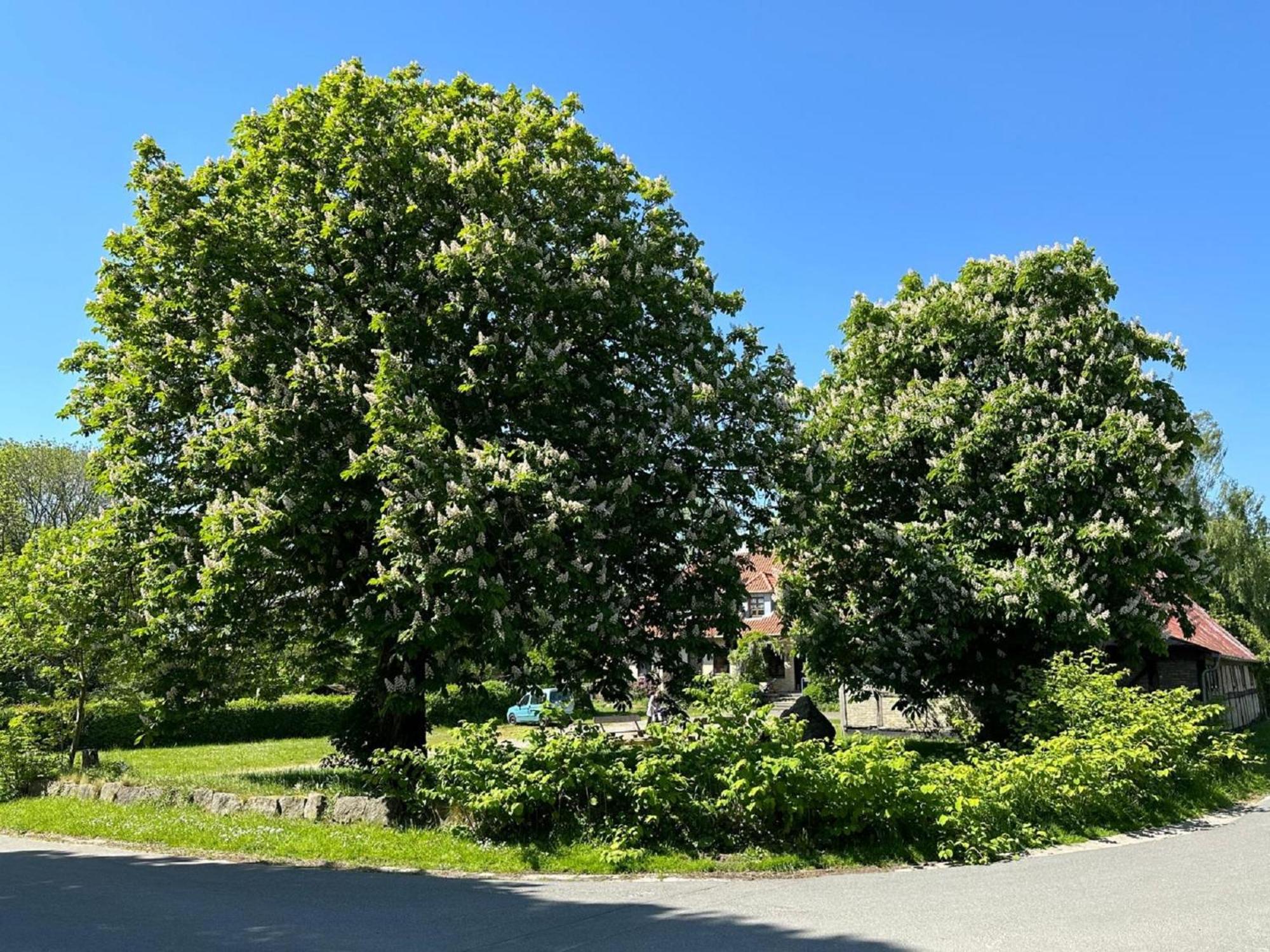 Lassen Hof