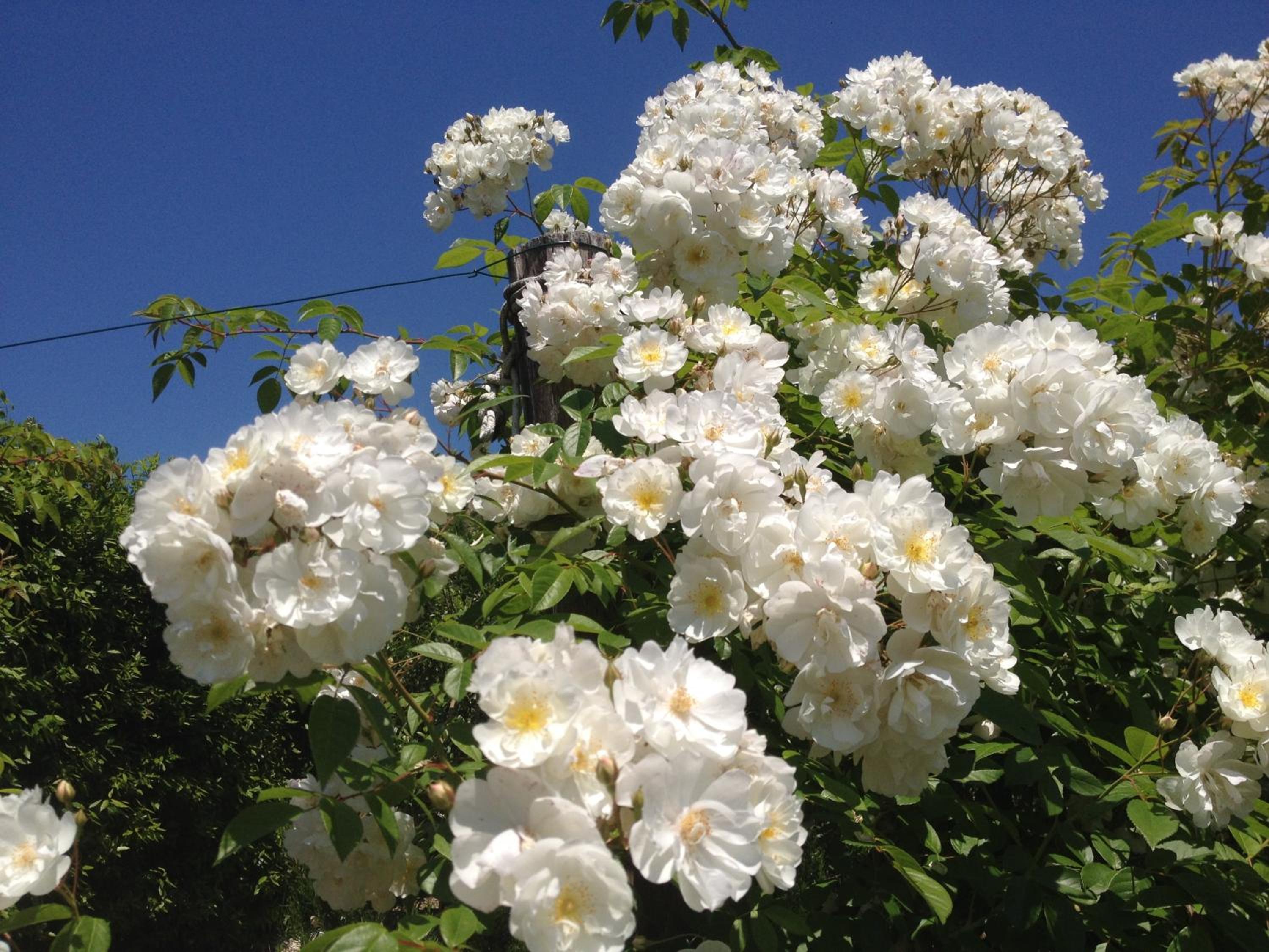 B&B Vento di Rose