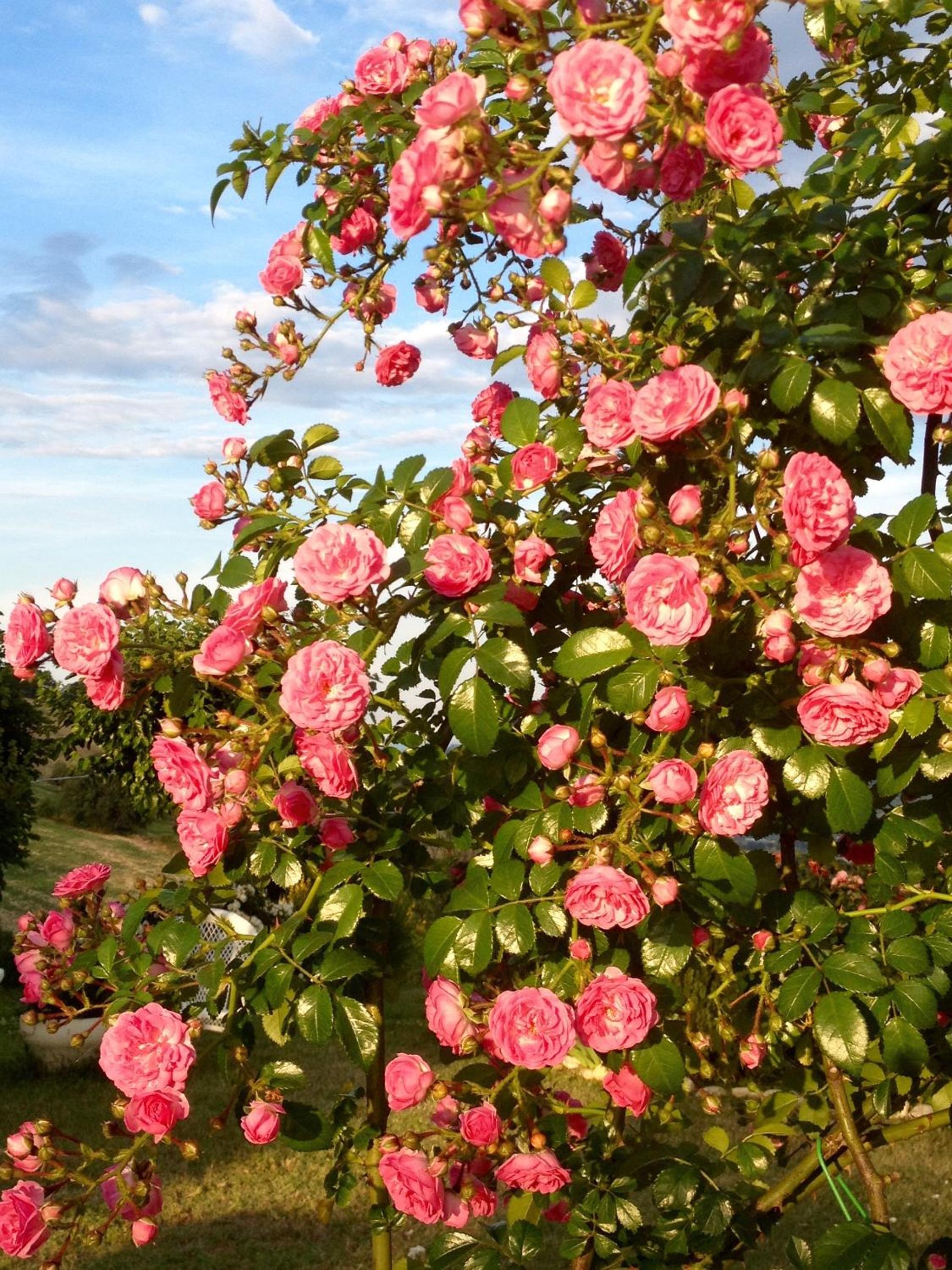 B&B Vento di Rose