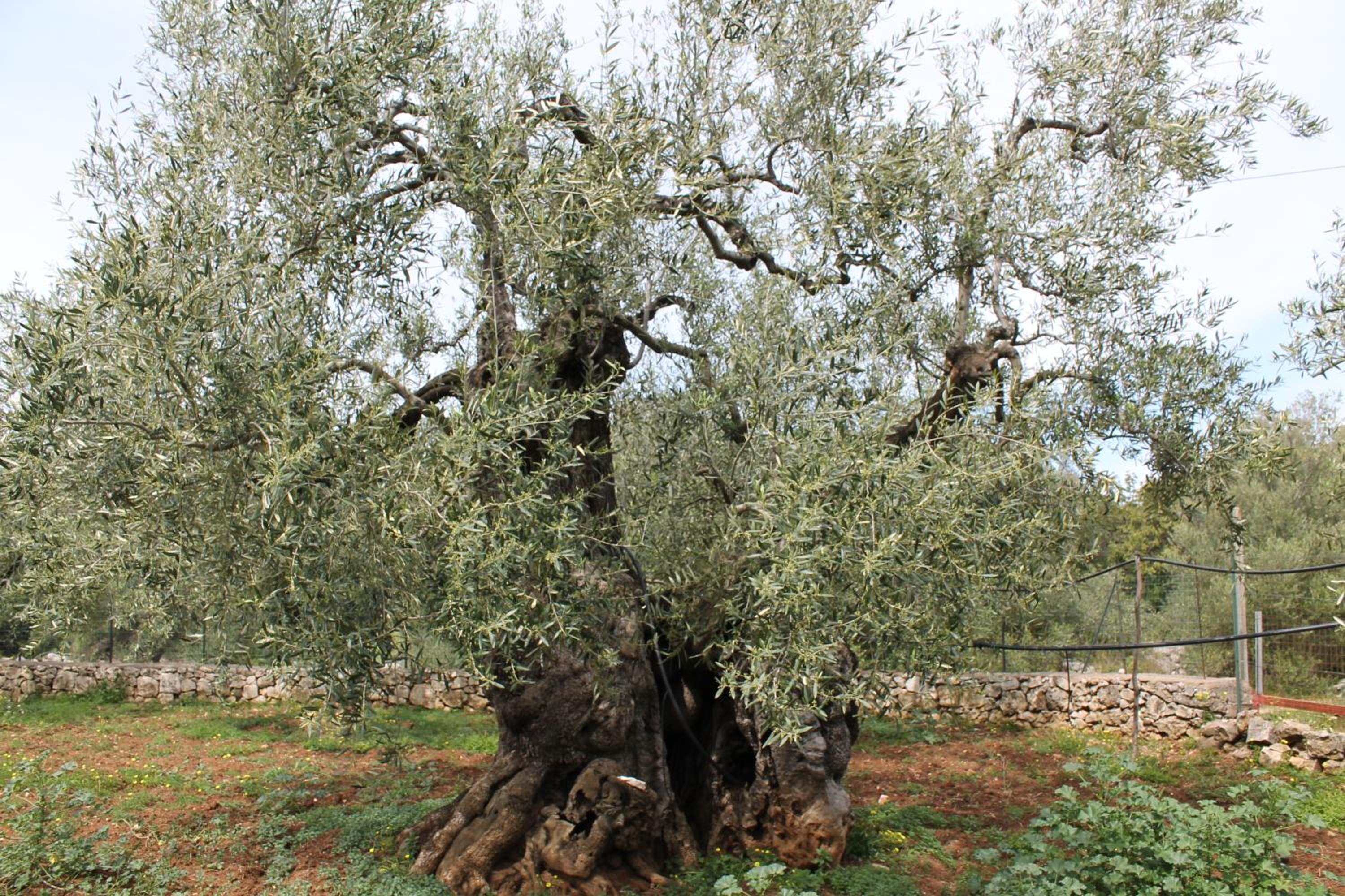 Villa Angela Apulian Life view 4