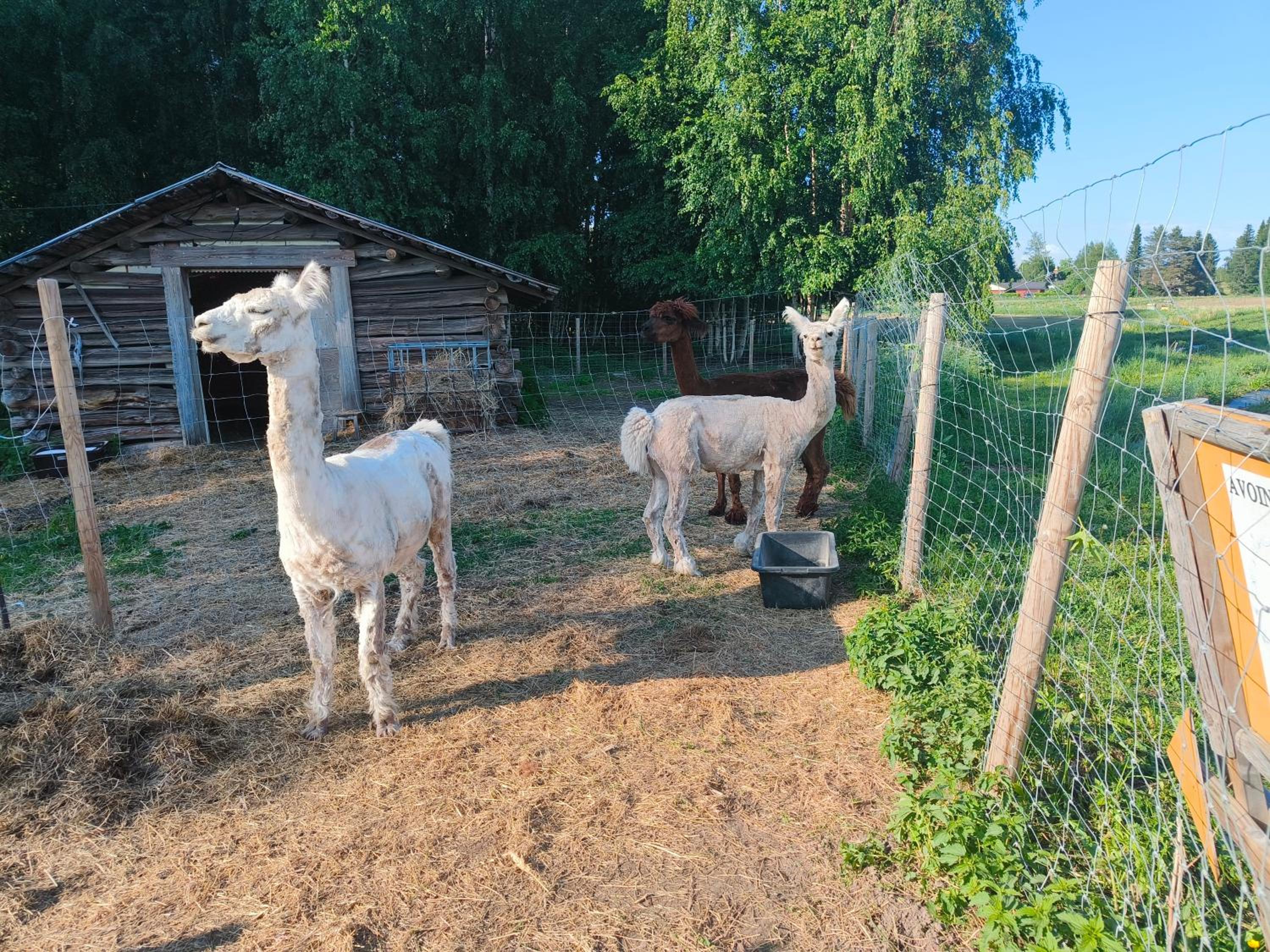 Heponiemen tilan kesähuone
