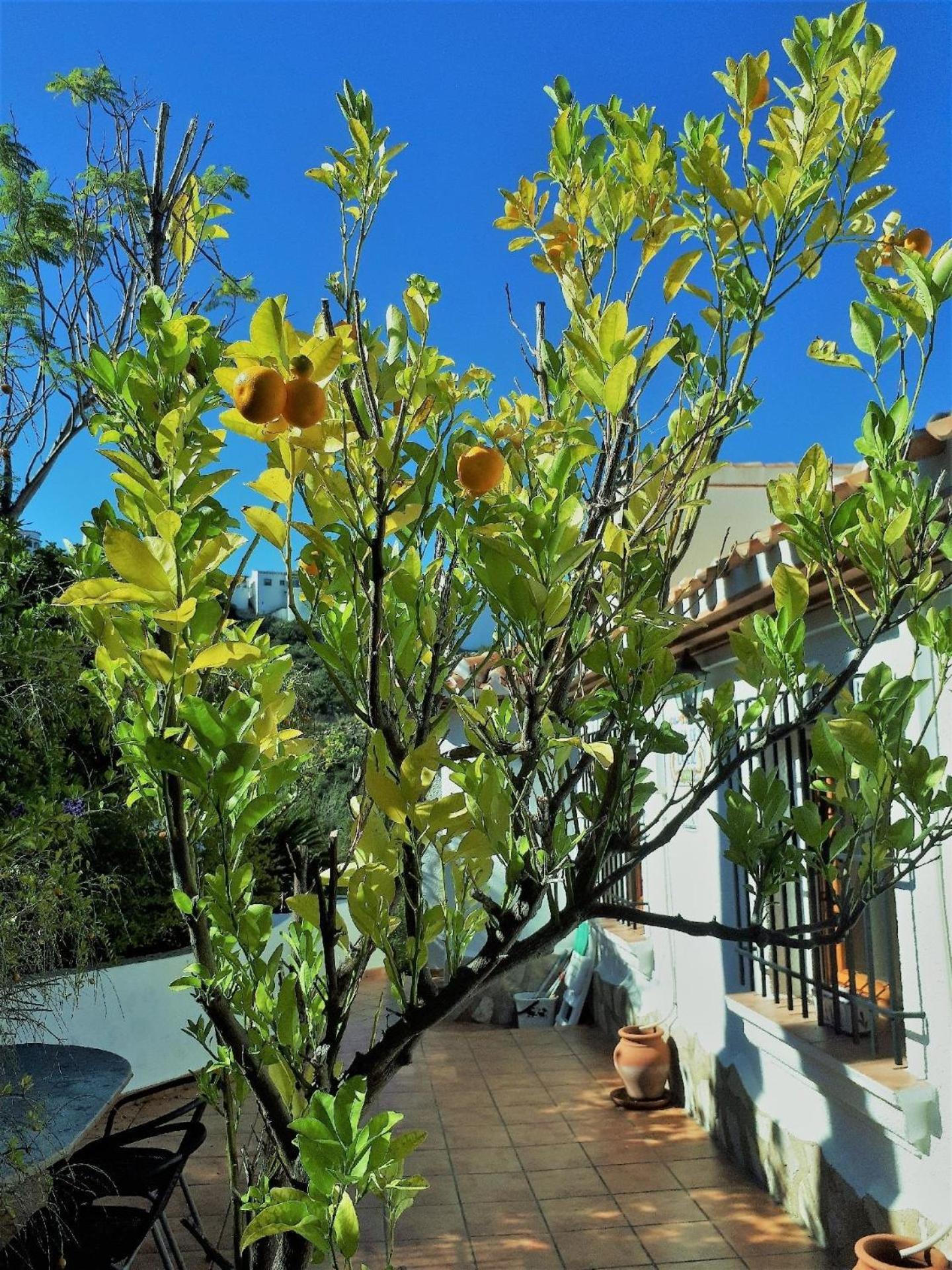 Photo 16