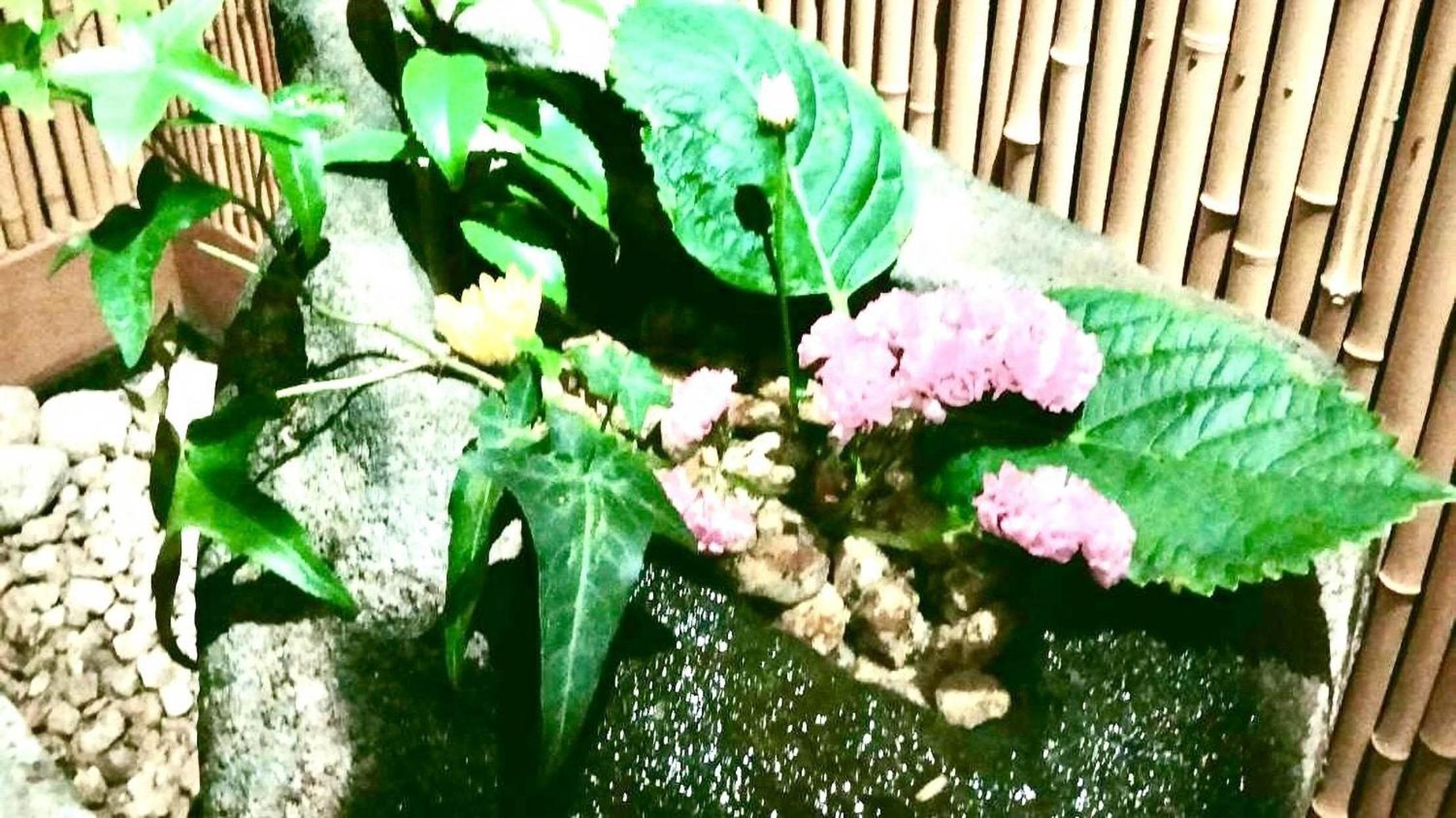 Photo 42