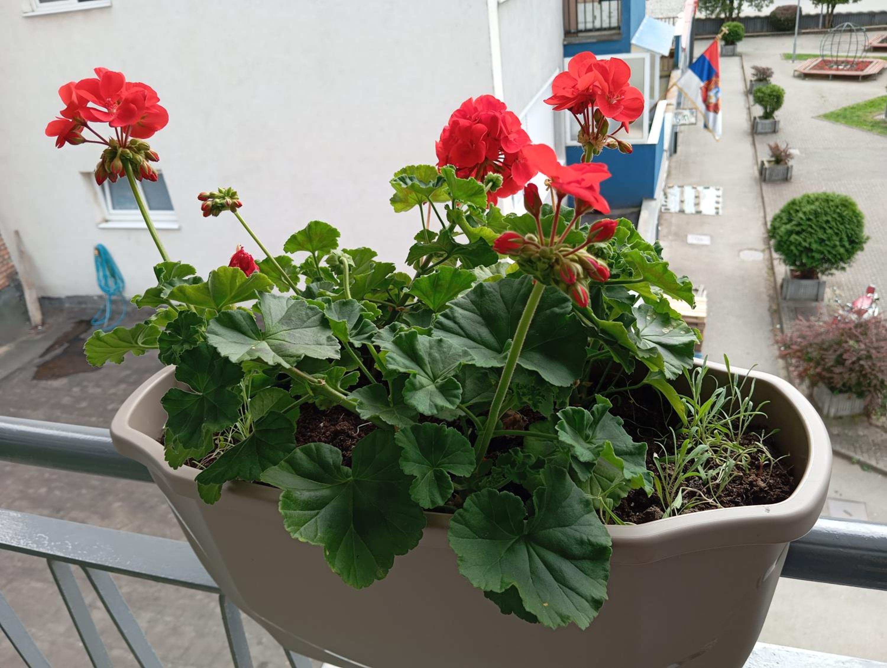 Apartman Radanović