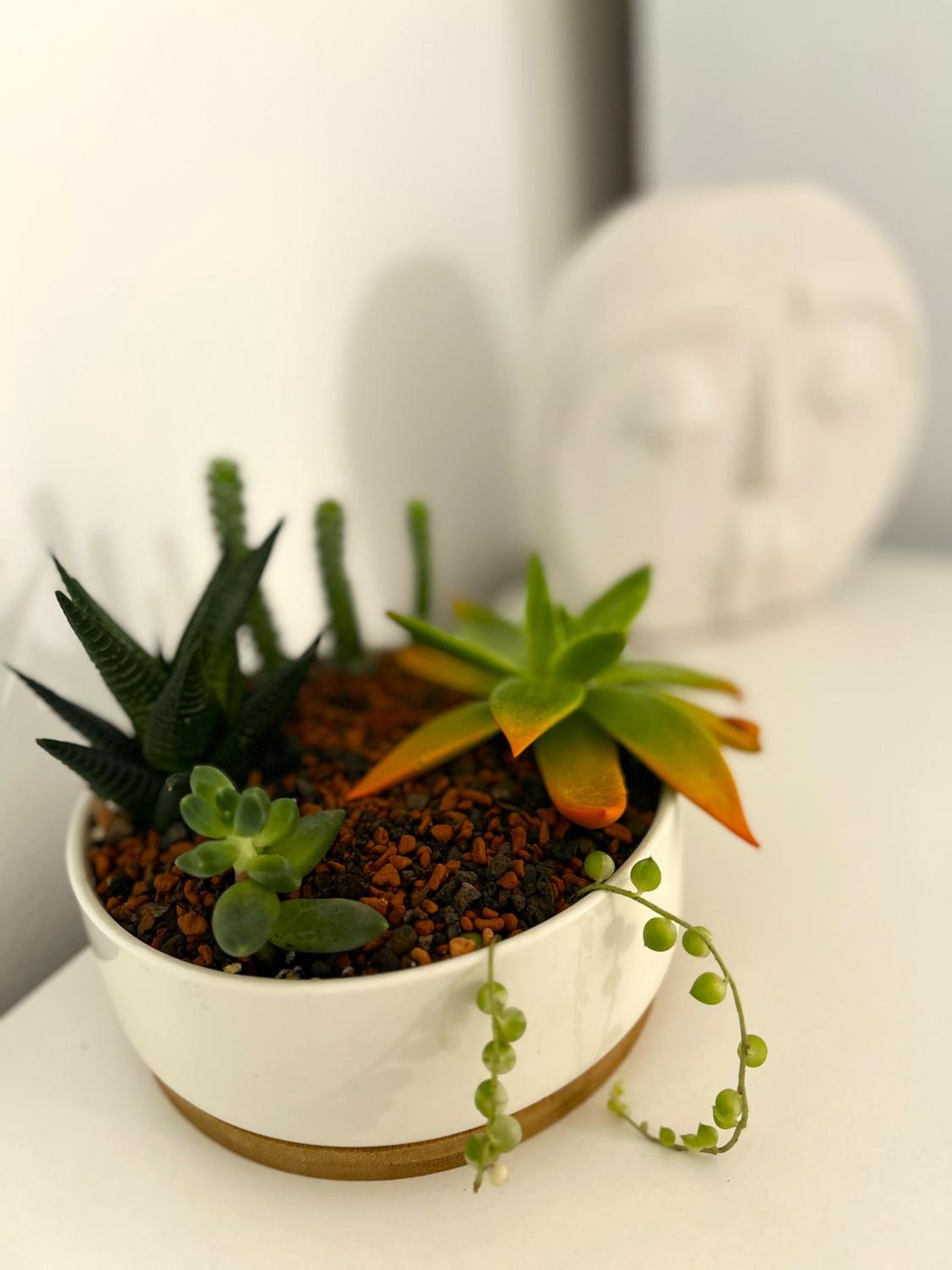 Inga Oasis