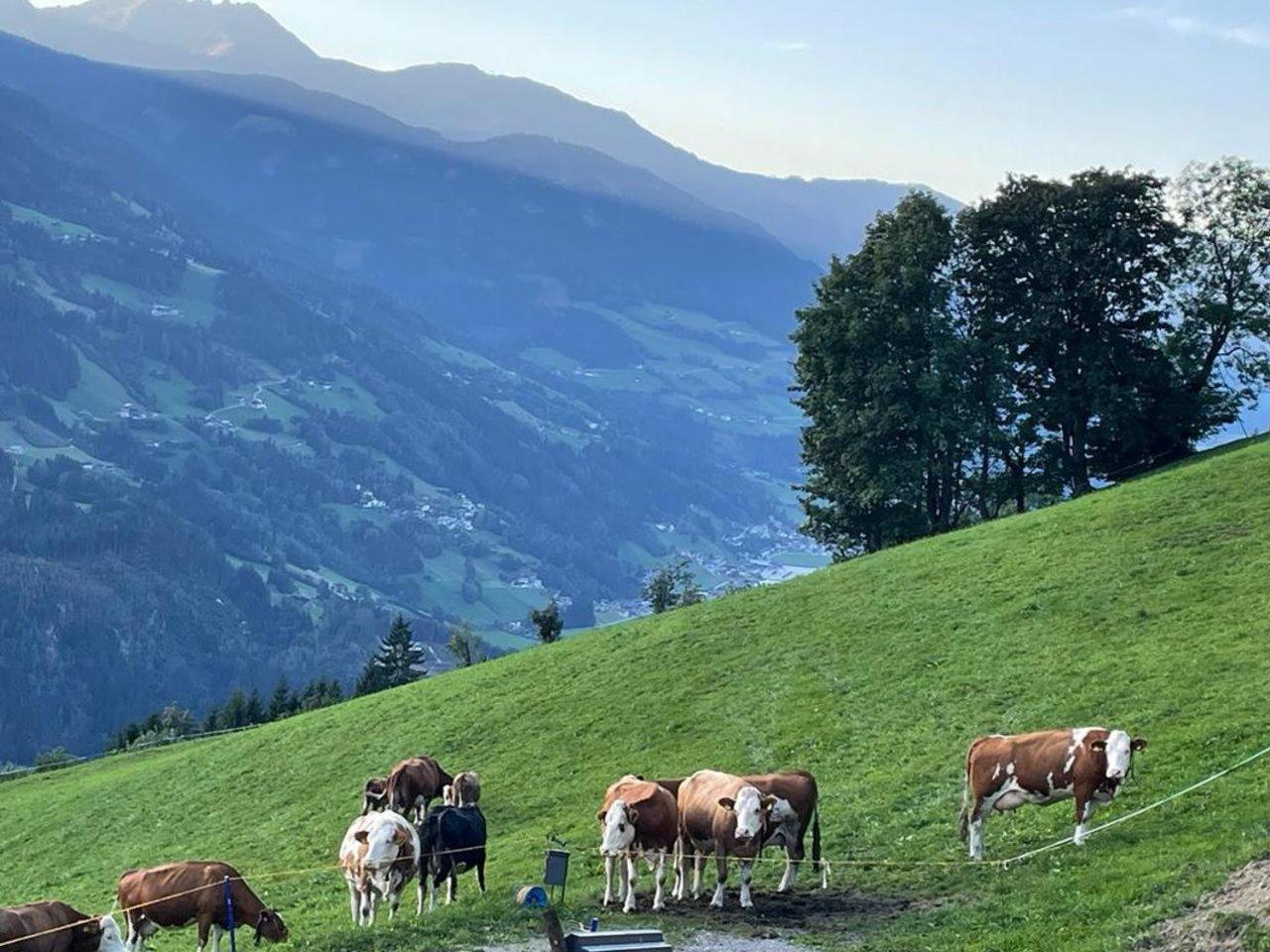 ALPBLICK Apart